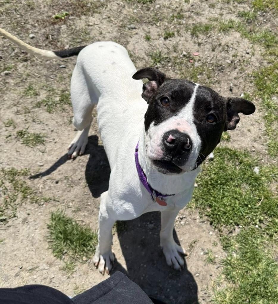 Raichu, Adoptable, Young Male Mixed Breed.