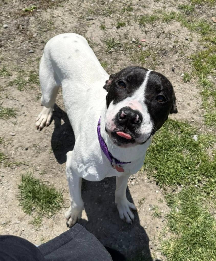 Enlarge Raichu, a Adoptable mixed breed in Warren, MI image 3/4