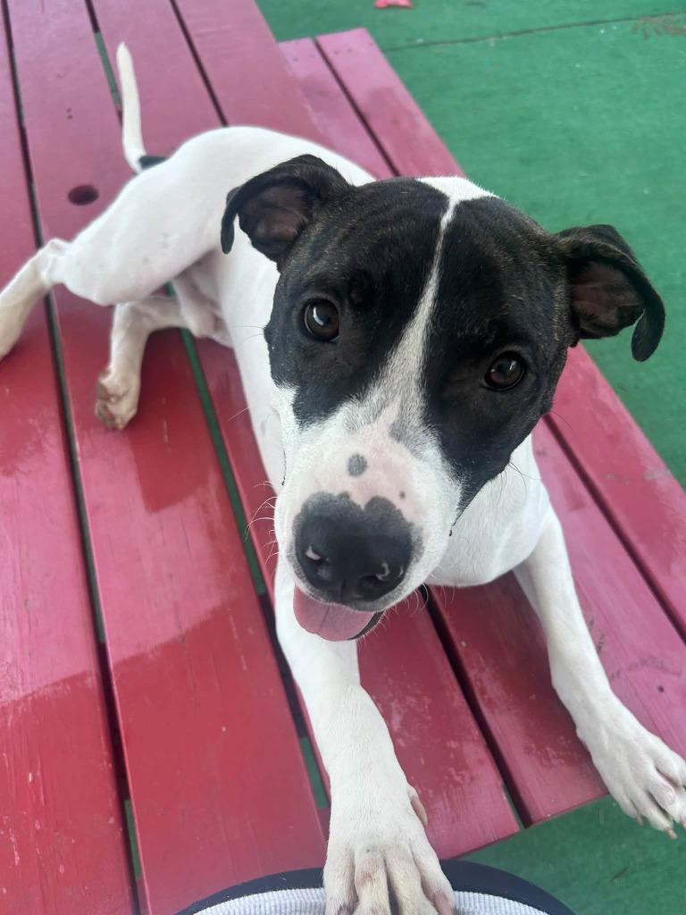 Enlarge Raichu, a Adoptable mixed breed in Warren, MI image 5/6