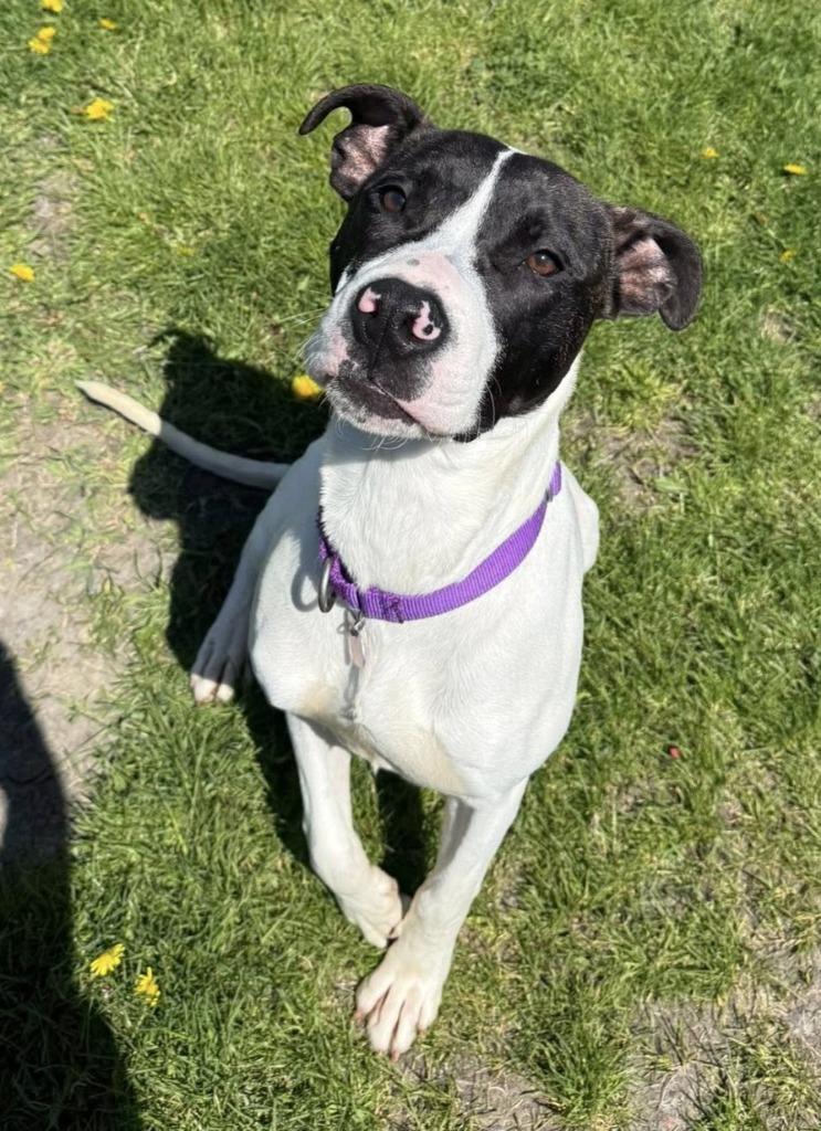 Enlarge Raichu, a Adoptable mixed breed in Warren, MI image 4/4