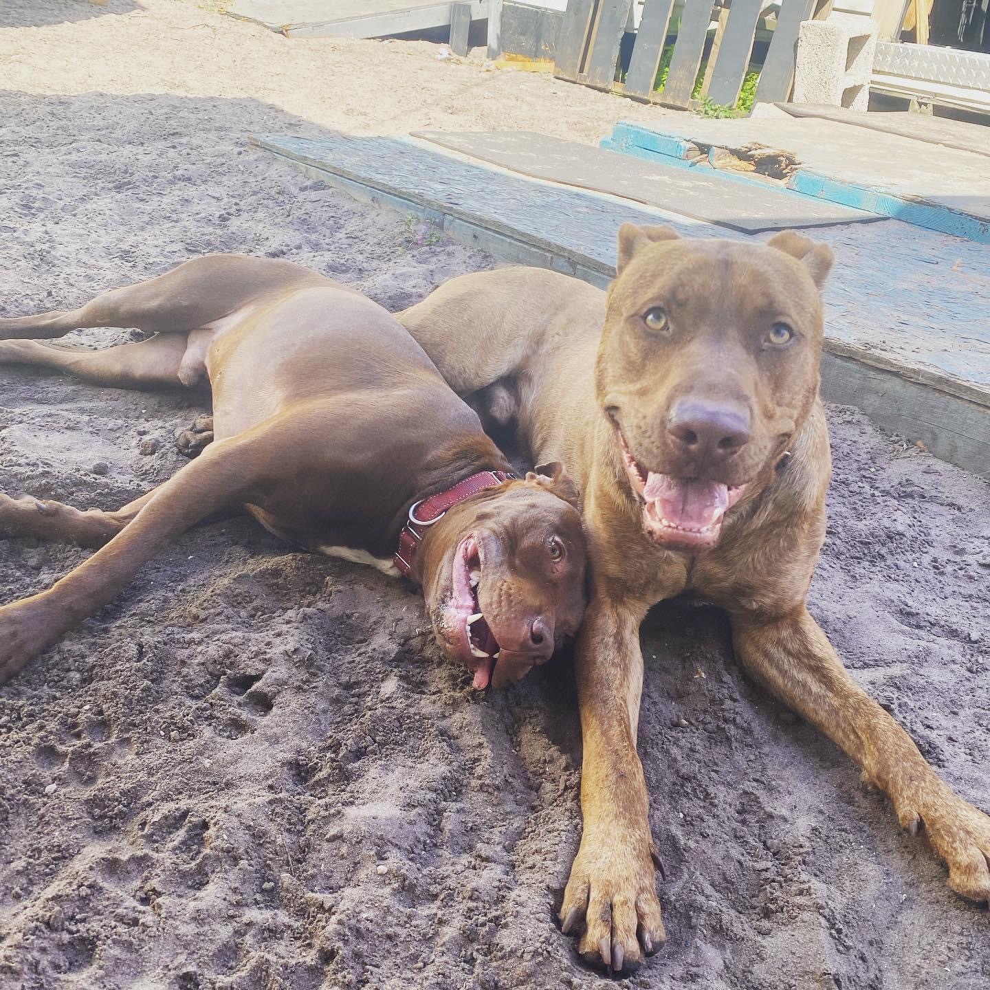 Enlarge Rover Dan, a Adoptable mixed breed in Palm springs, FL image 7/10