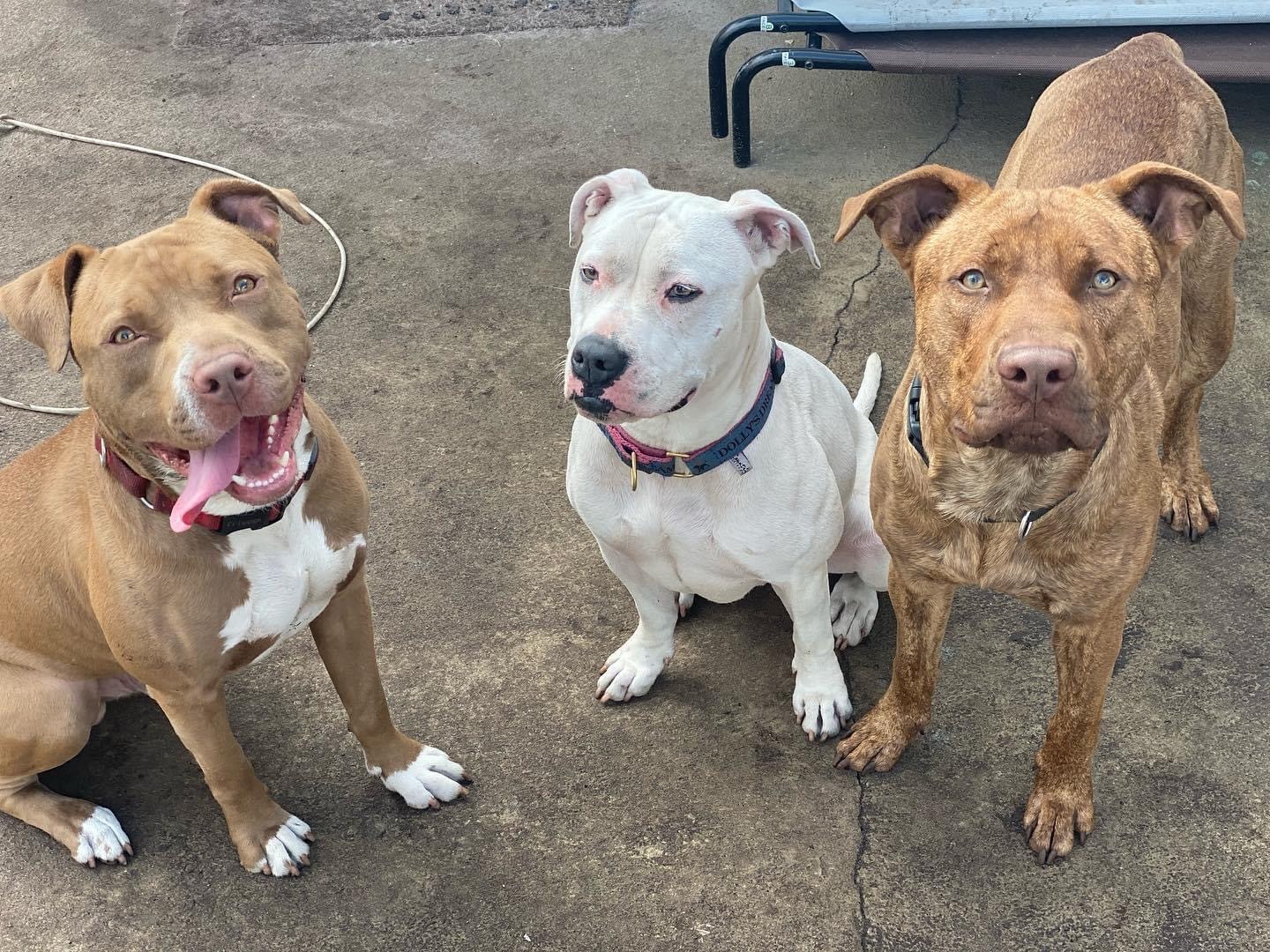 Enlarge Rover Dan, a Adoptable mixed breed in Palm springs, FL image 8/10