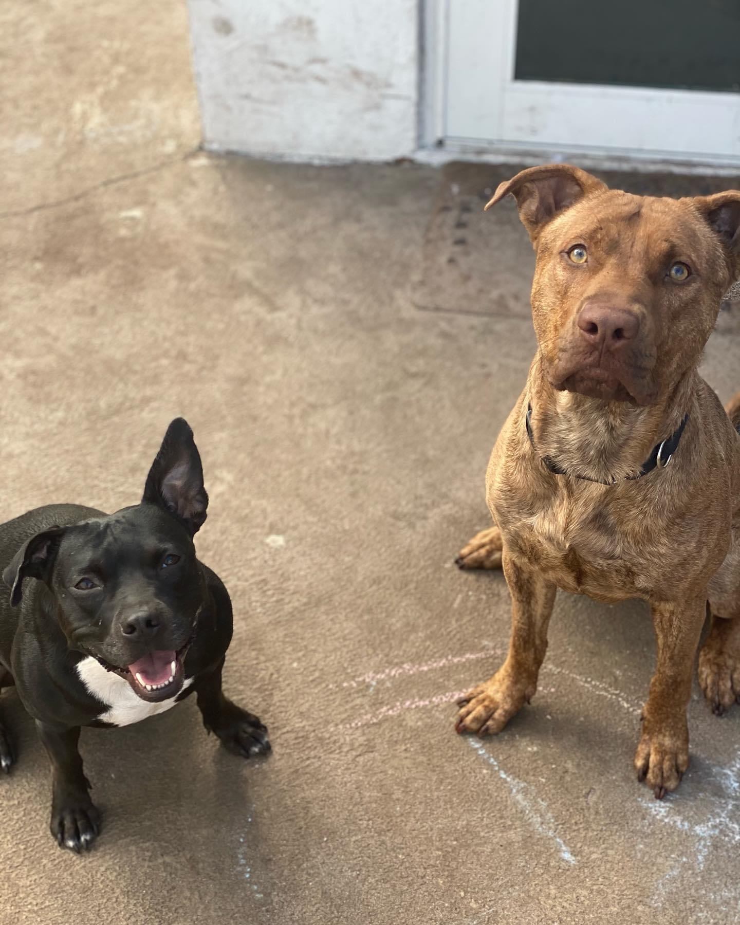 Enlarge Rover Dan, a Adoptable mixed breed in Palm springs, FL image 9/10