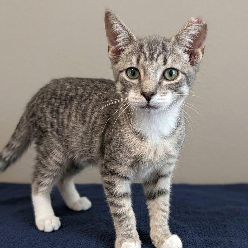 Orion, Adoptable, Kitten Male Domestic Short Hair.