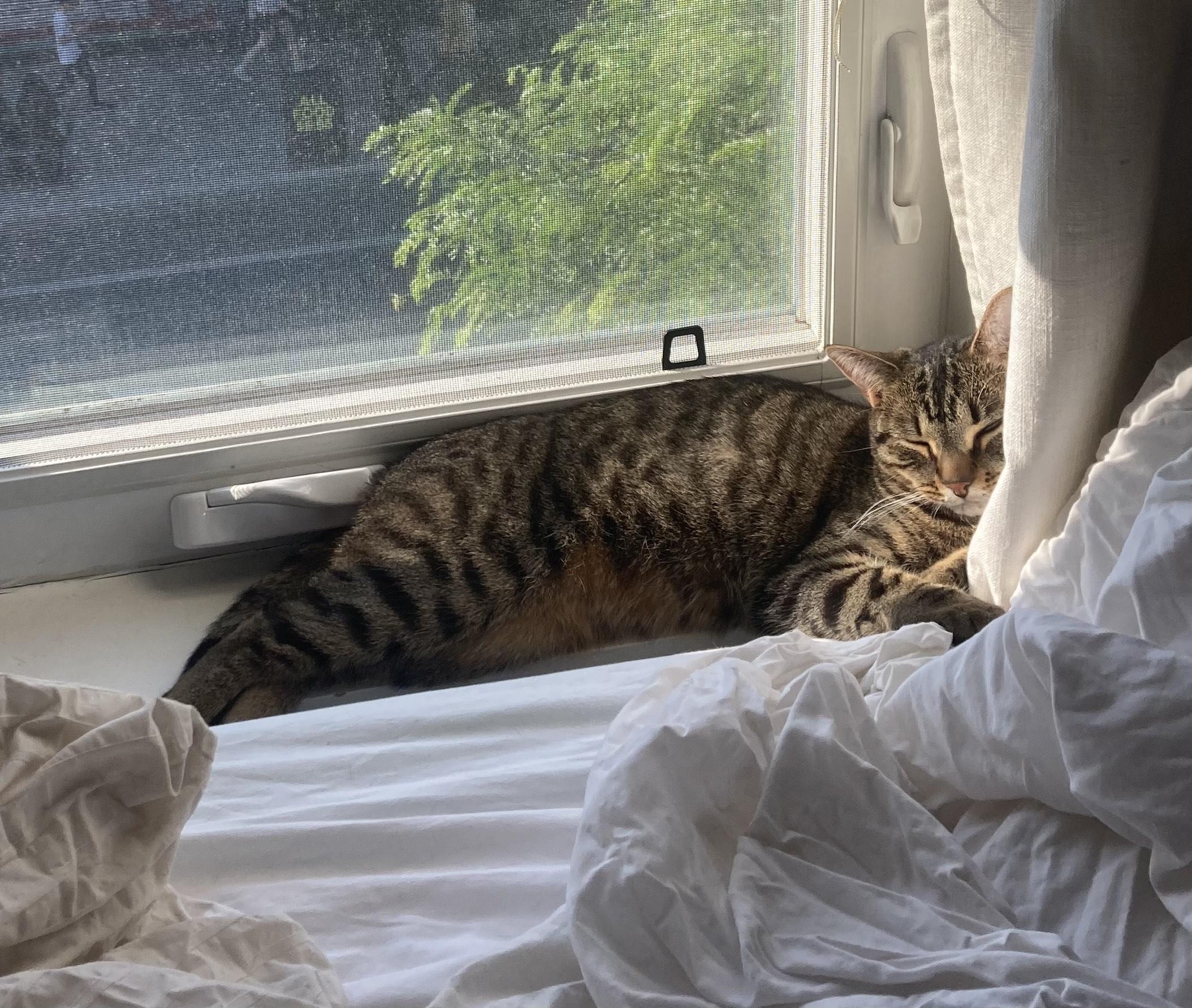 Enlarge Frankie *MUST BE ADOPTED WITH GRACE*, a ADOPTABLE Domestic Short Hair in Toronto, ON image 3/3