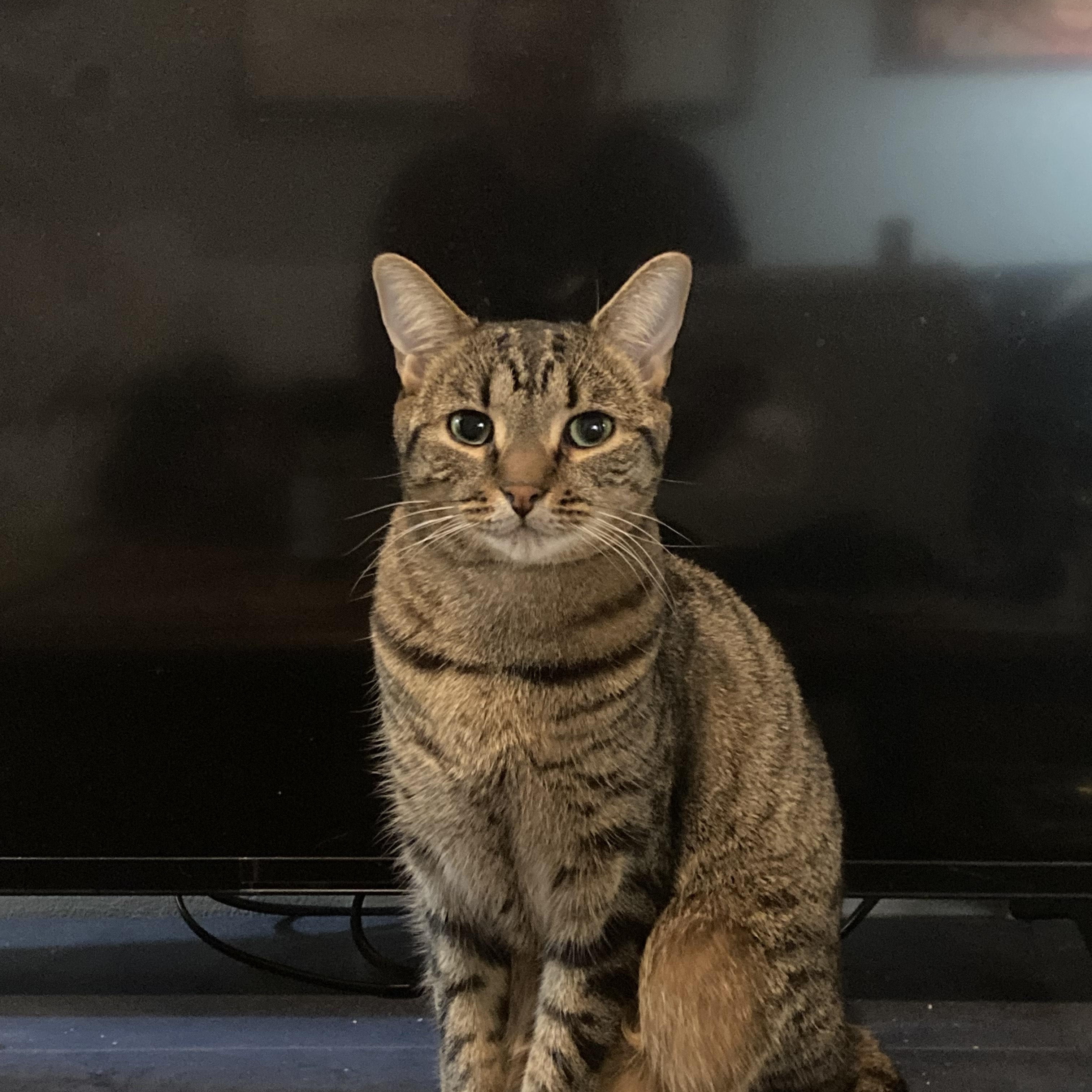 Frankie *MUST BE ADOPTED WITH GRACE*, ADOPTABLE, Adult Female Domestic Short Hair.