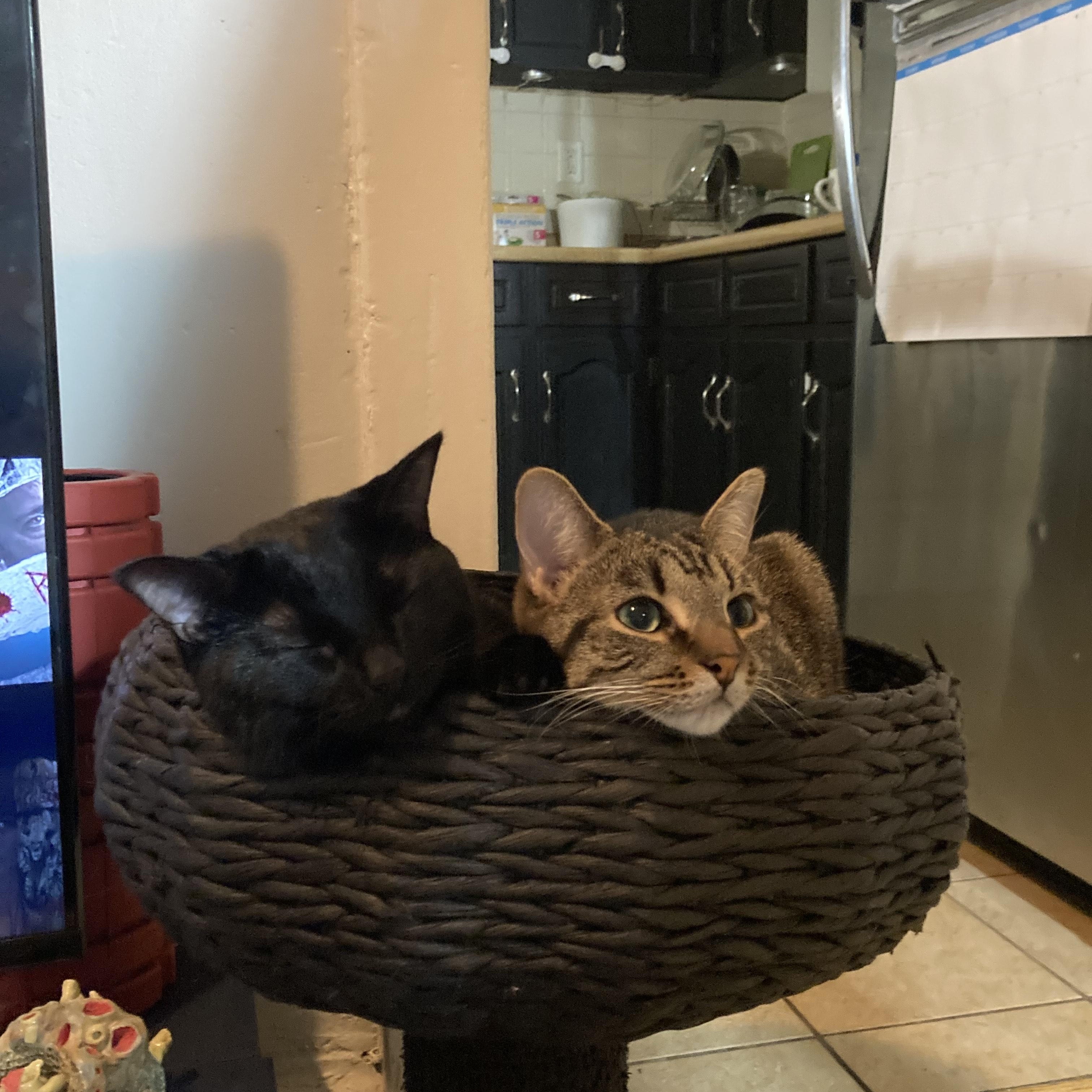 Enlarge Frankie *MUST BE ADOPTED WITH GRACE*, a ADOPTABLE Domestic Short Hair in Toronto, ON image 2/3