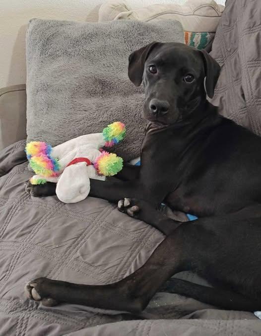 Palmetto, Adopted, Puppy Female Labrador Retriever.