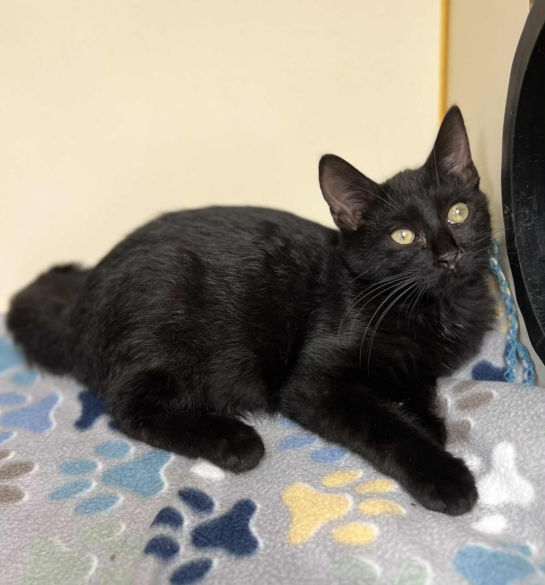 Bernie Brewer, Adoptable, Kitten Male Domestic Short Hair.