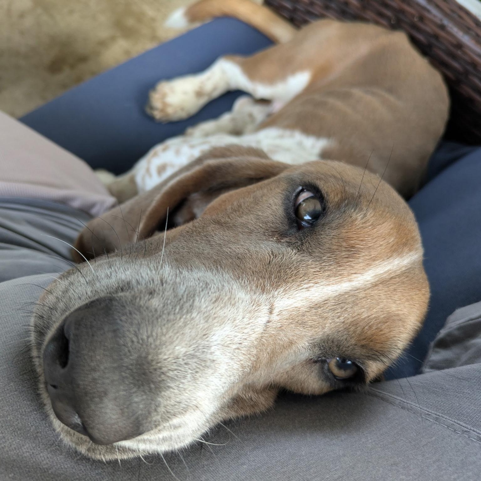 Enlarge Ollie, a Adopted Basset Hound in Port Saint Lucie, FL image 2/5