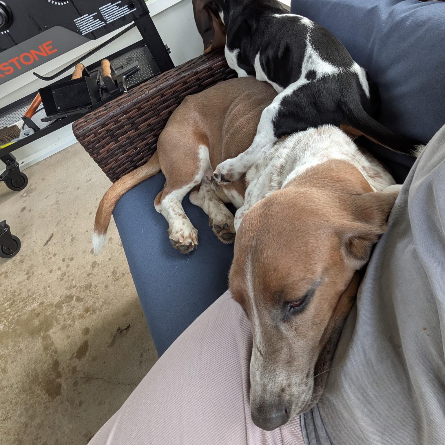 Enlarge Ollie, a Adopted Basset Hound in Port Saint Lucie, FL image 3/5