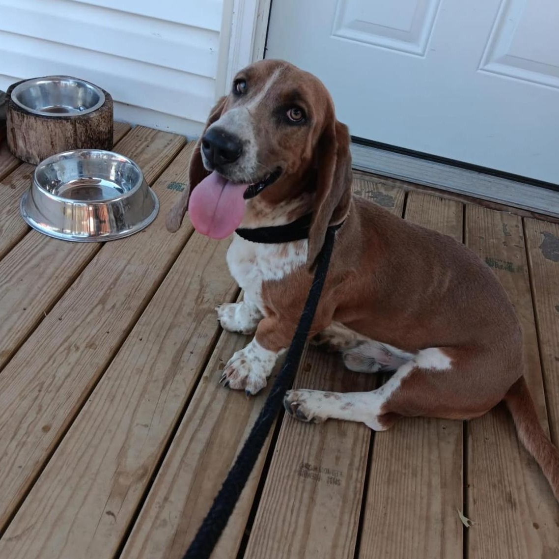 Enlarge Ollie, a Adopted Basset Hound in Port Saint Lucie, FL image 4/5