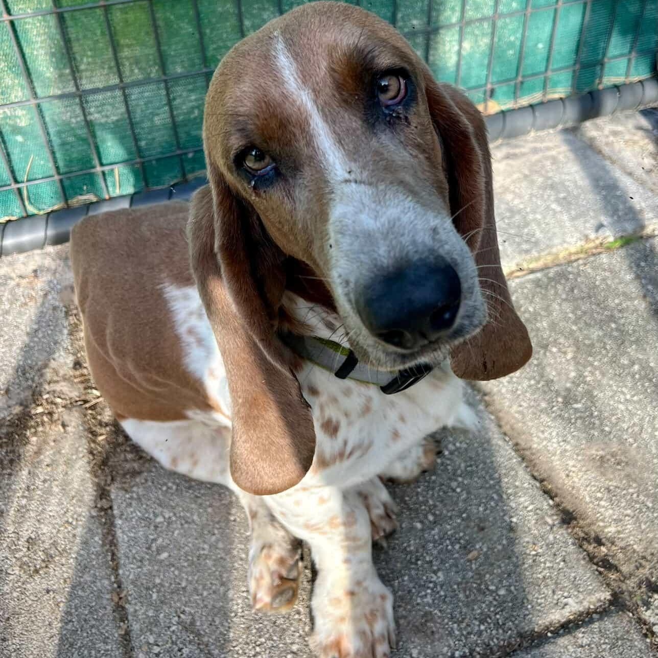 Enlarge Ollie, a Adopted Basset Hound in Port Saint Lucie, FL image 5/5