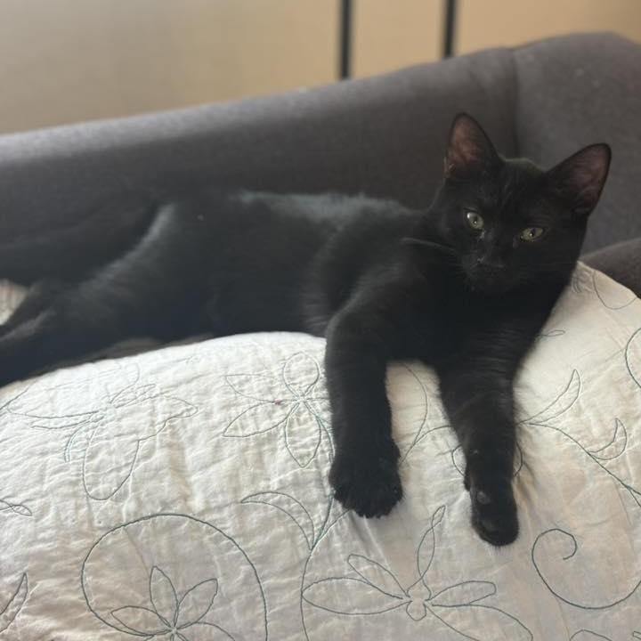 Tairan, adopted, Kitten Male Domestic Medium Hair.