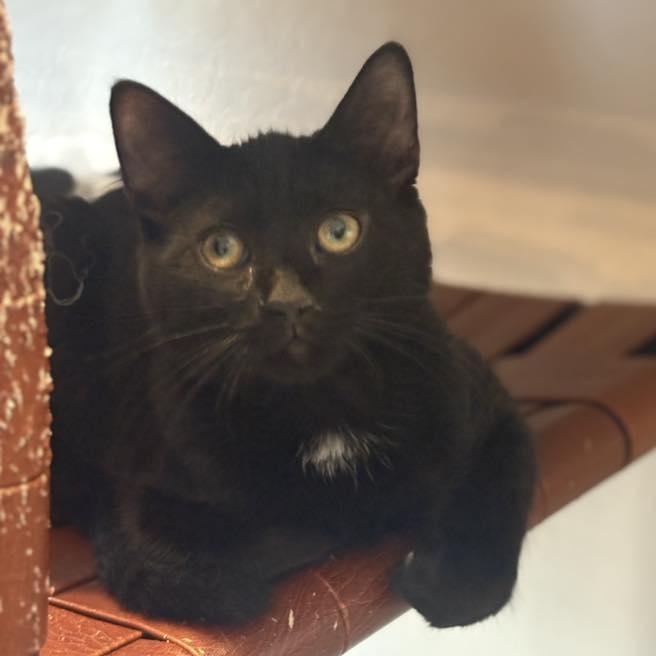 Enlarge Tairan, an adopted Domestic Medium Hair in Queen Creek, AZ image 6/6