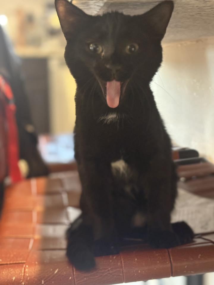 Enlarge Tairan, an adopted Domestic Medium Hair in Queen Creek, AZ image 3/6