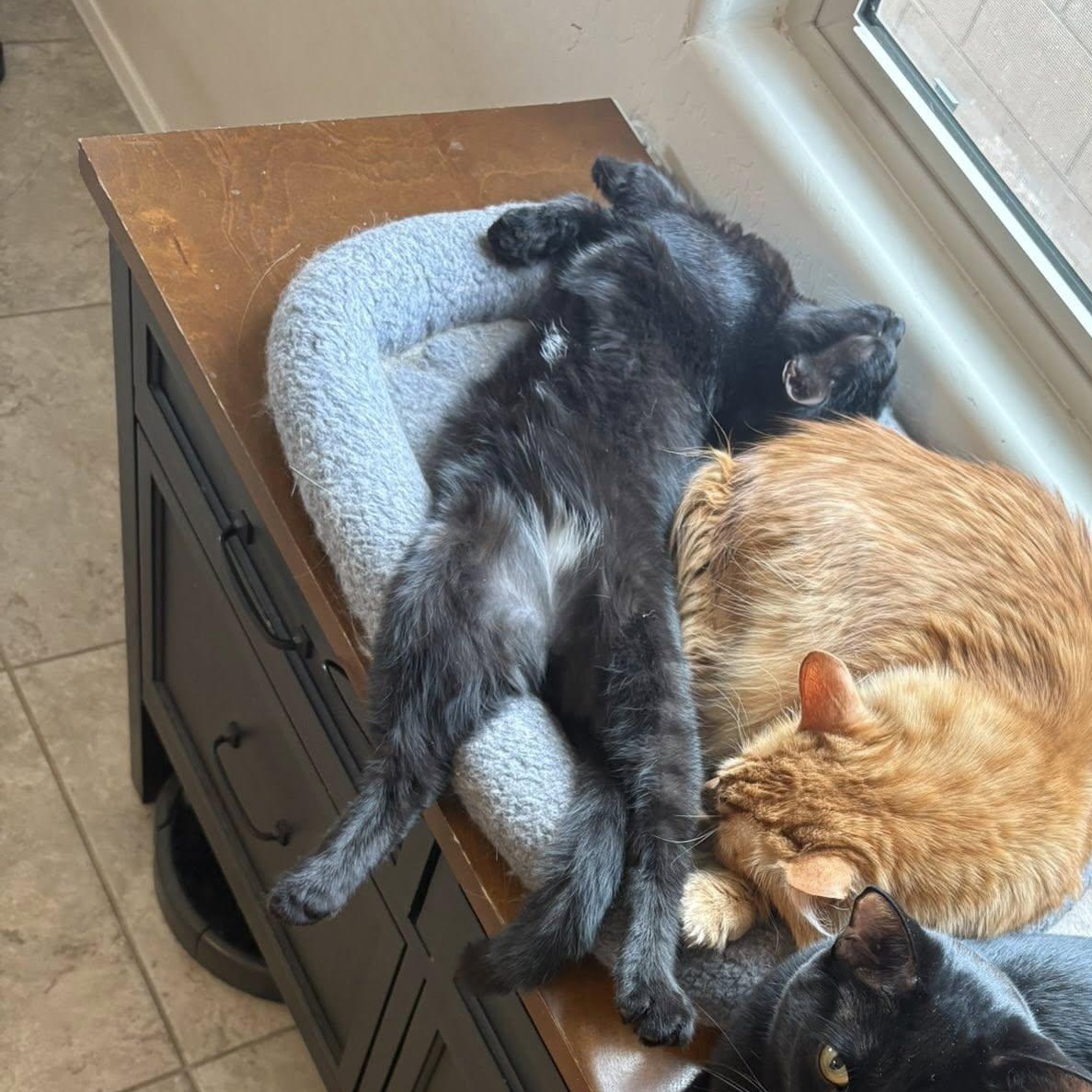 Enlarge Tairan, an adopted Domestic Medium Hair in Queen Creek, AZ image 2/6