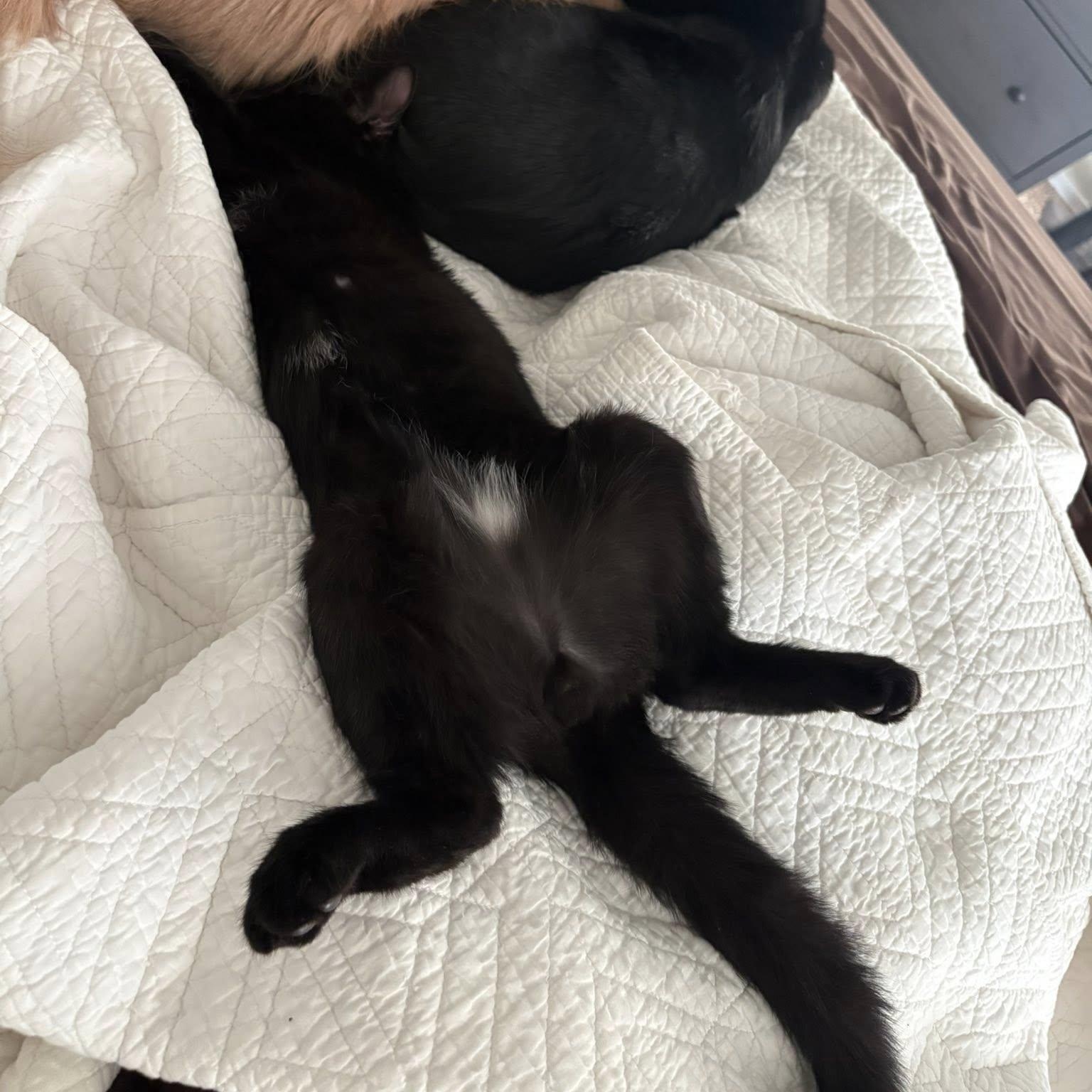 Enlarge Tairan, an adopted Domestic Medium Hair in Queen Creek, AZ image 5/6