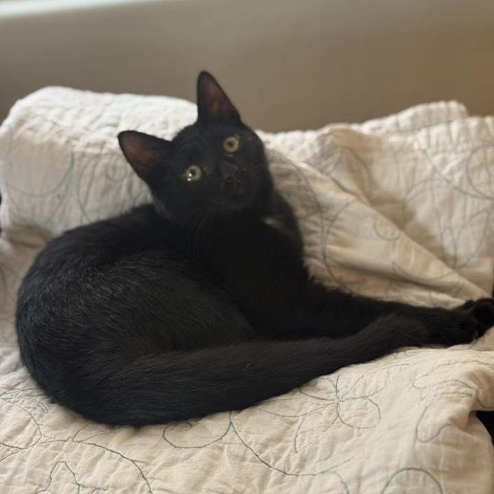 Enlarge Tairan, an adopted Domestic Medium Hair in Queen Creek, AZ image 4/6