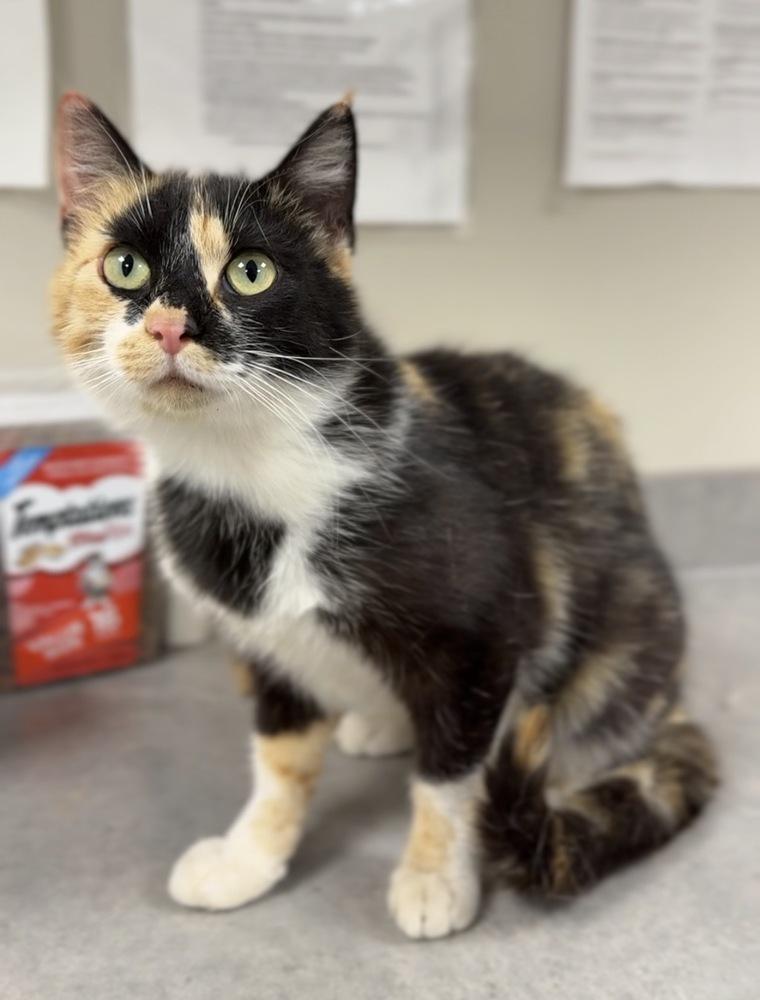 Enlarge Winnie, a Adoptable mixed breed in Bemidji, MN image 1/1