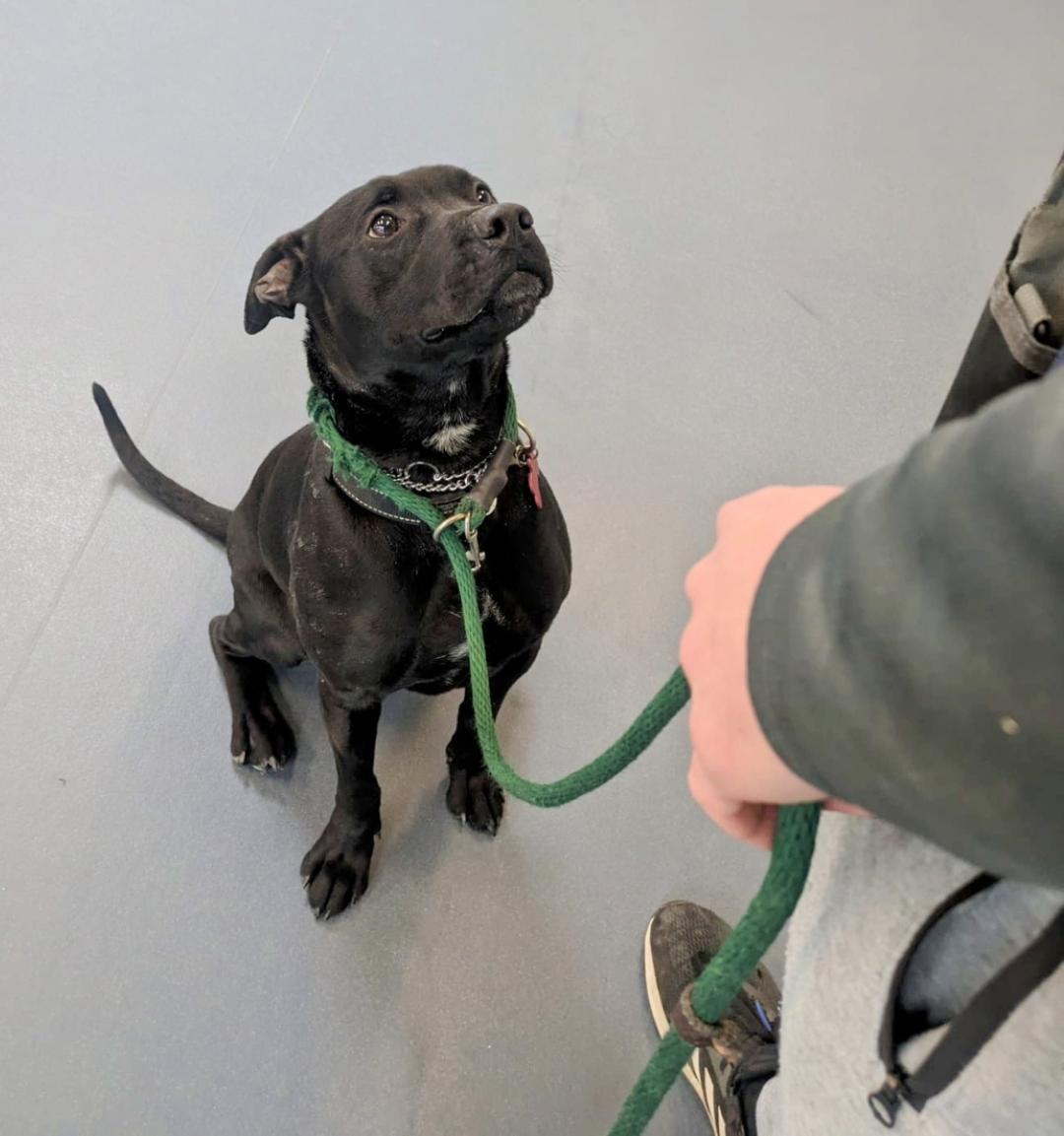 Mateo, a Adoptable mixed breed in Binghamton, NY image 1/4