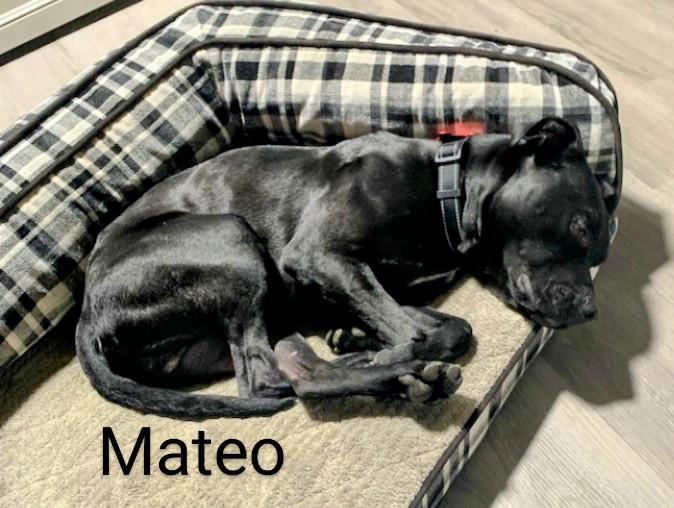Mateo, an adoptable Pit Bull Terrier in Binghamton, NY, 13905 | Photo Image 4
