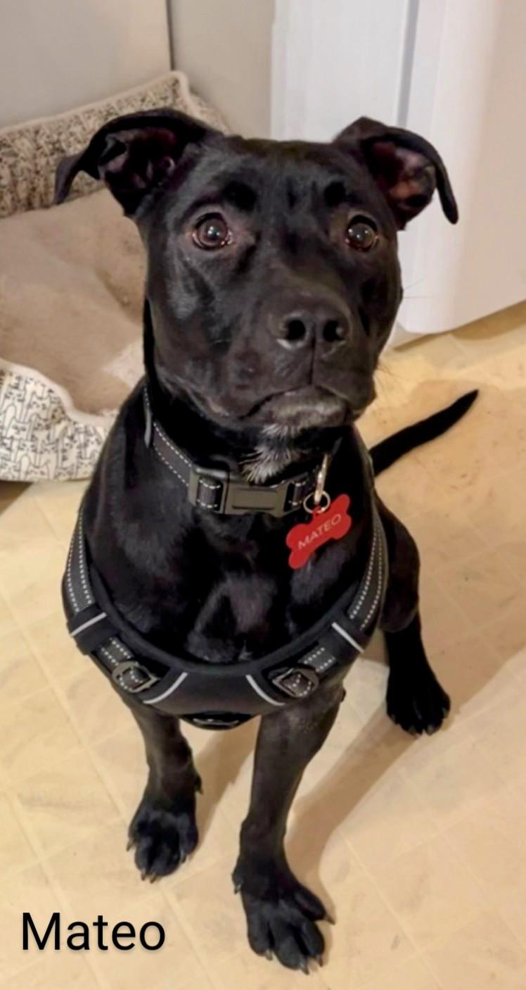 Mateo, an adoptable Pit Bull Terrier in Binghamton, NY, 13905 | Photo Image 3