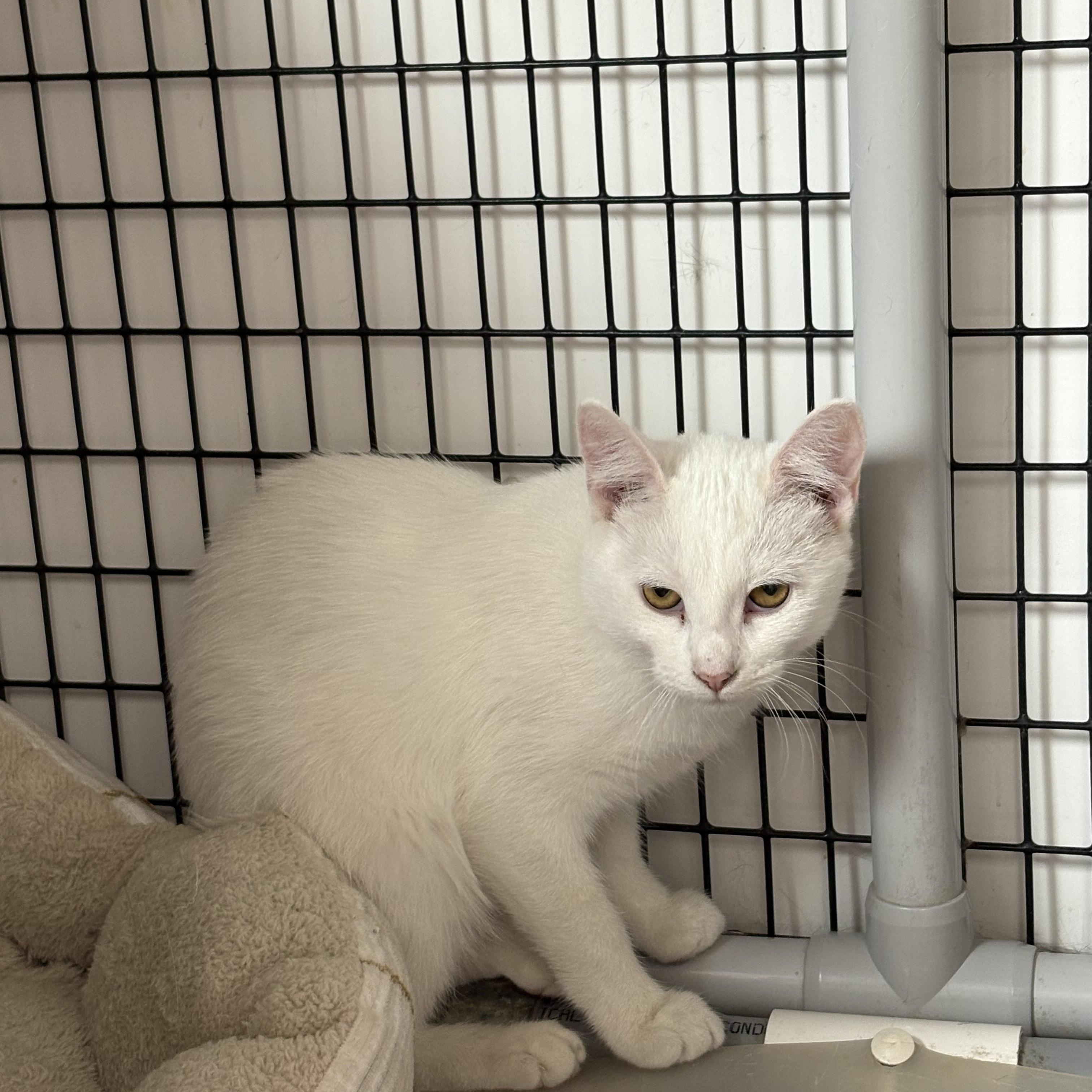 Miney, Adoptable, Young Female Domestic Short Hair.