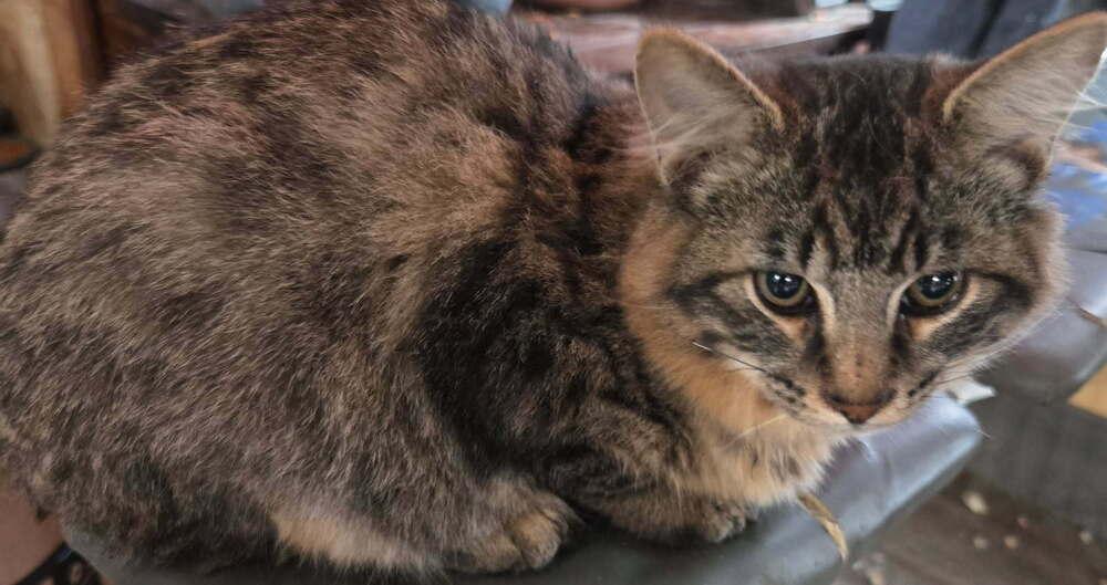 Enlarge Squirrel, a Adoptable mixed breed in Moses Lake, WA image 1/1