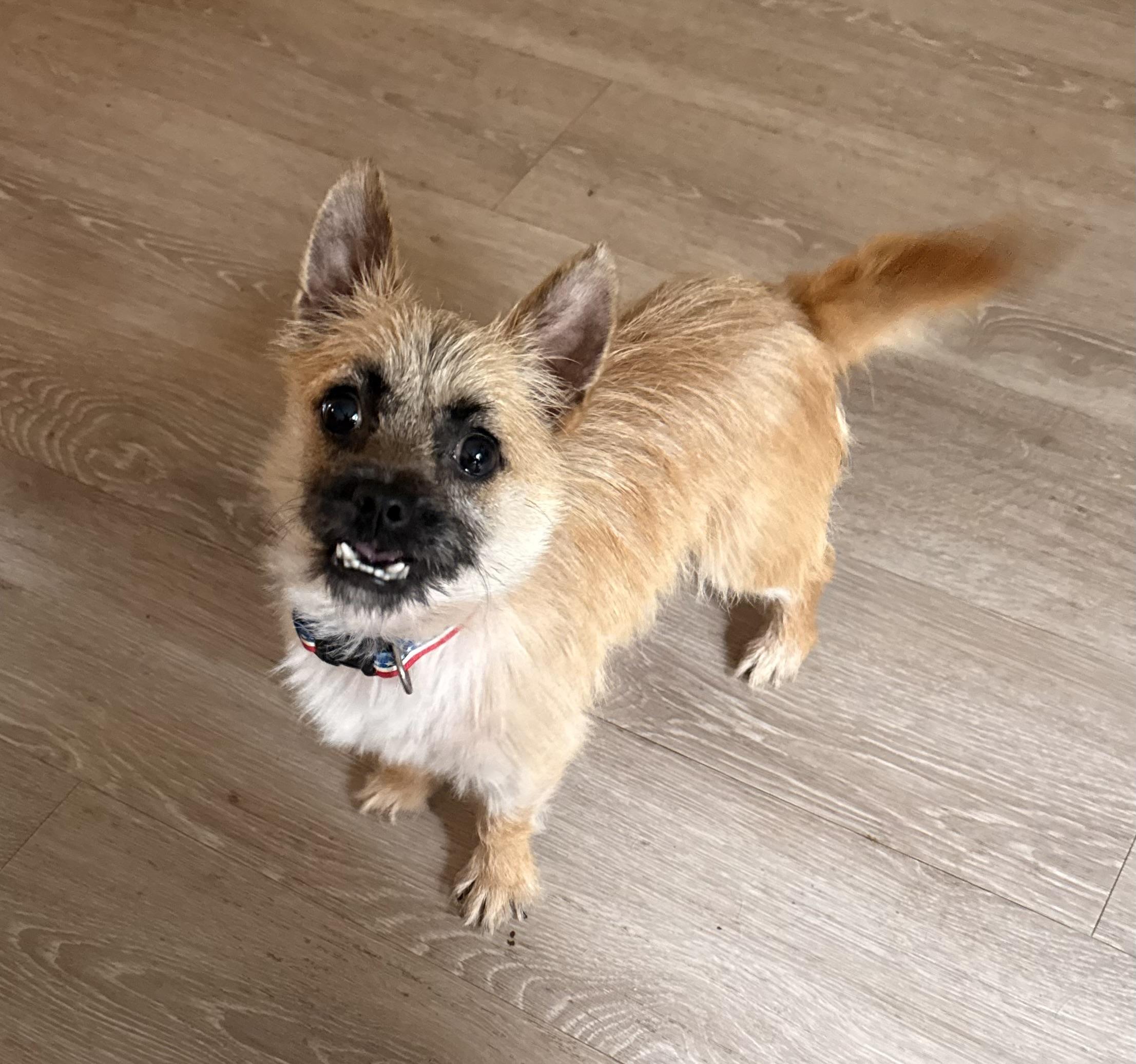 Enlarge Benny, an adopted Terrier in Charlotte, NC image 3/5