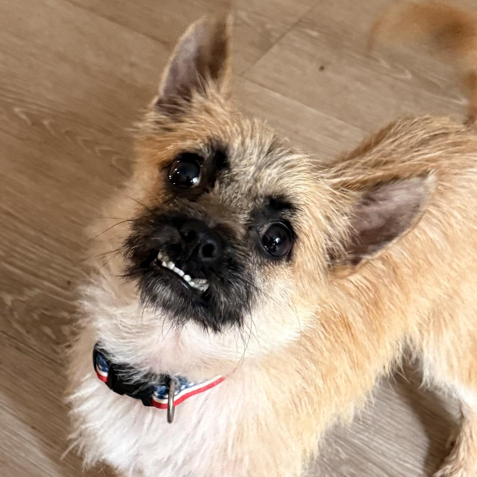 Enlarge Benny, an adopted Terrier in Charlotte, NC image 1/5