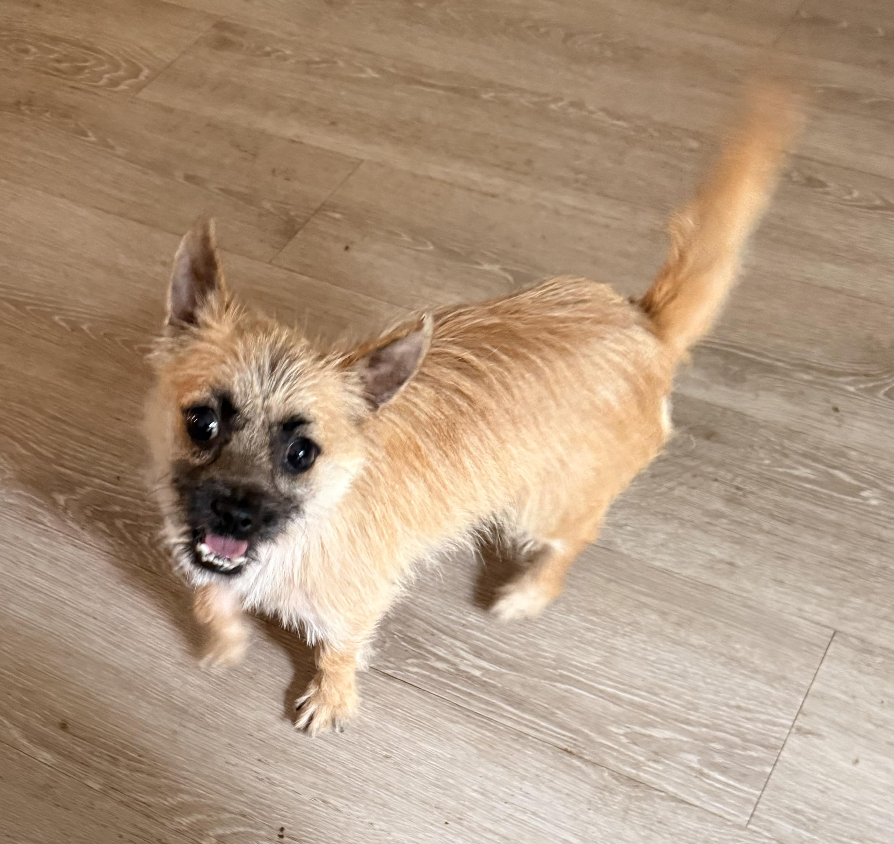 Enlarge Benny, an adopted Terrier in Charlotte, NC image 2/5
