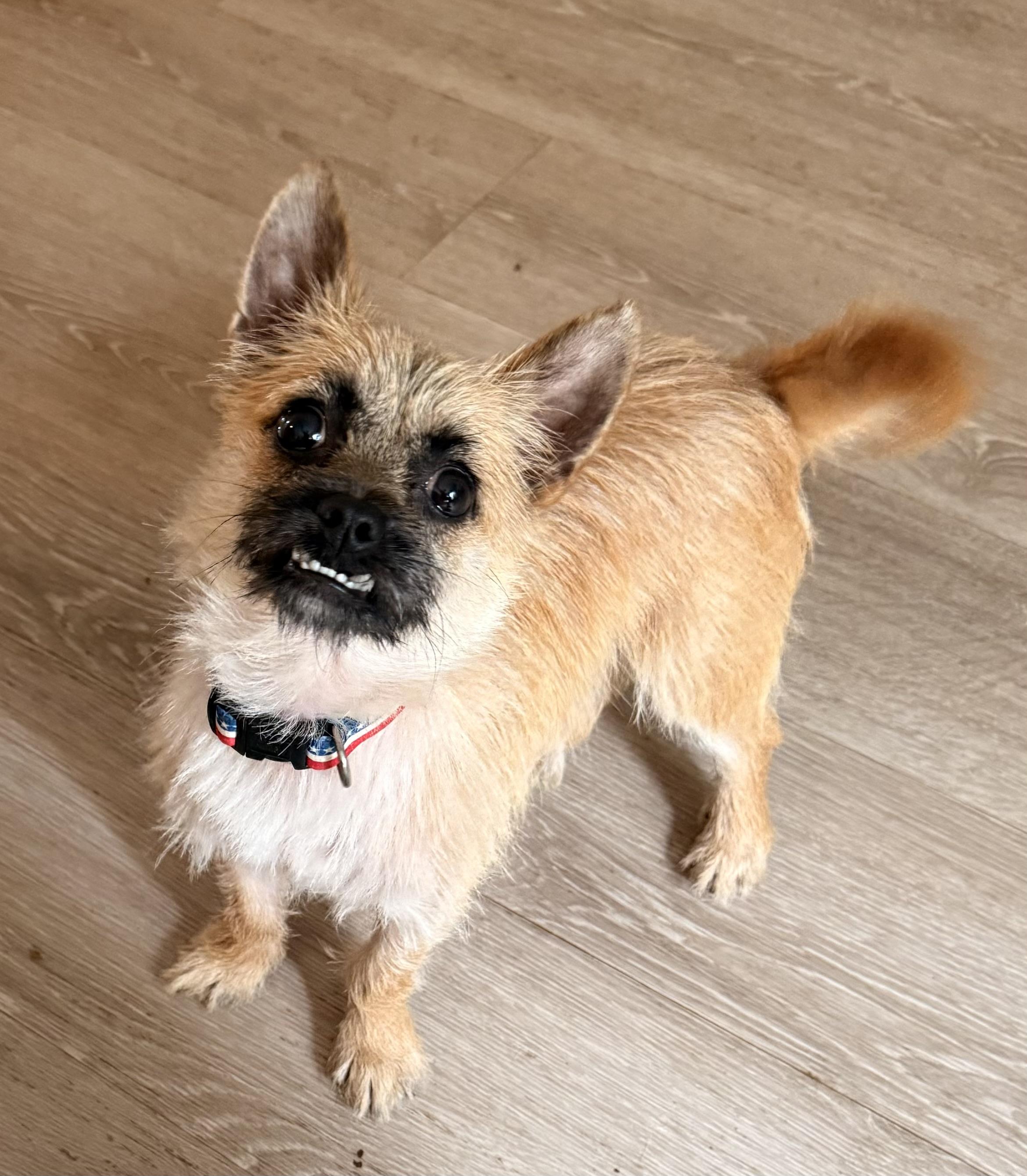 Enlarge Benny, an adopted Terrier in Charlotte, NC image 5/5