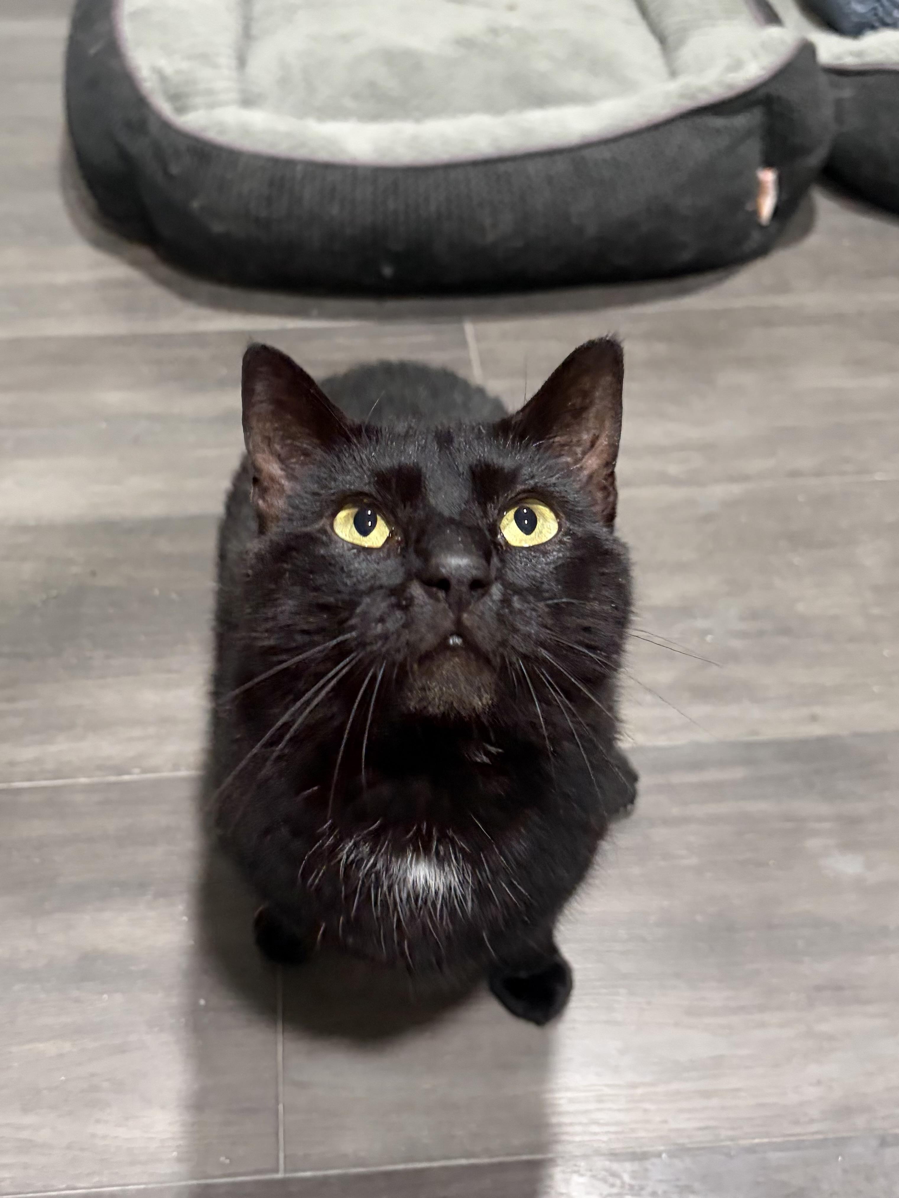 Wiggles, ADOPTABLE, Adult Male American Shorthair.