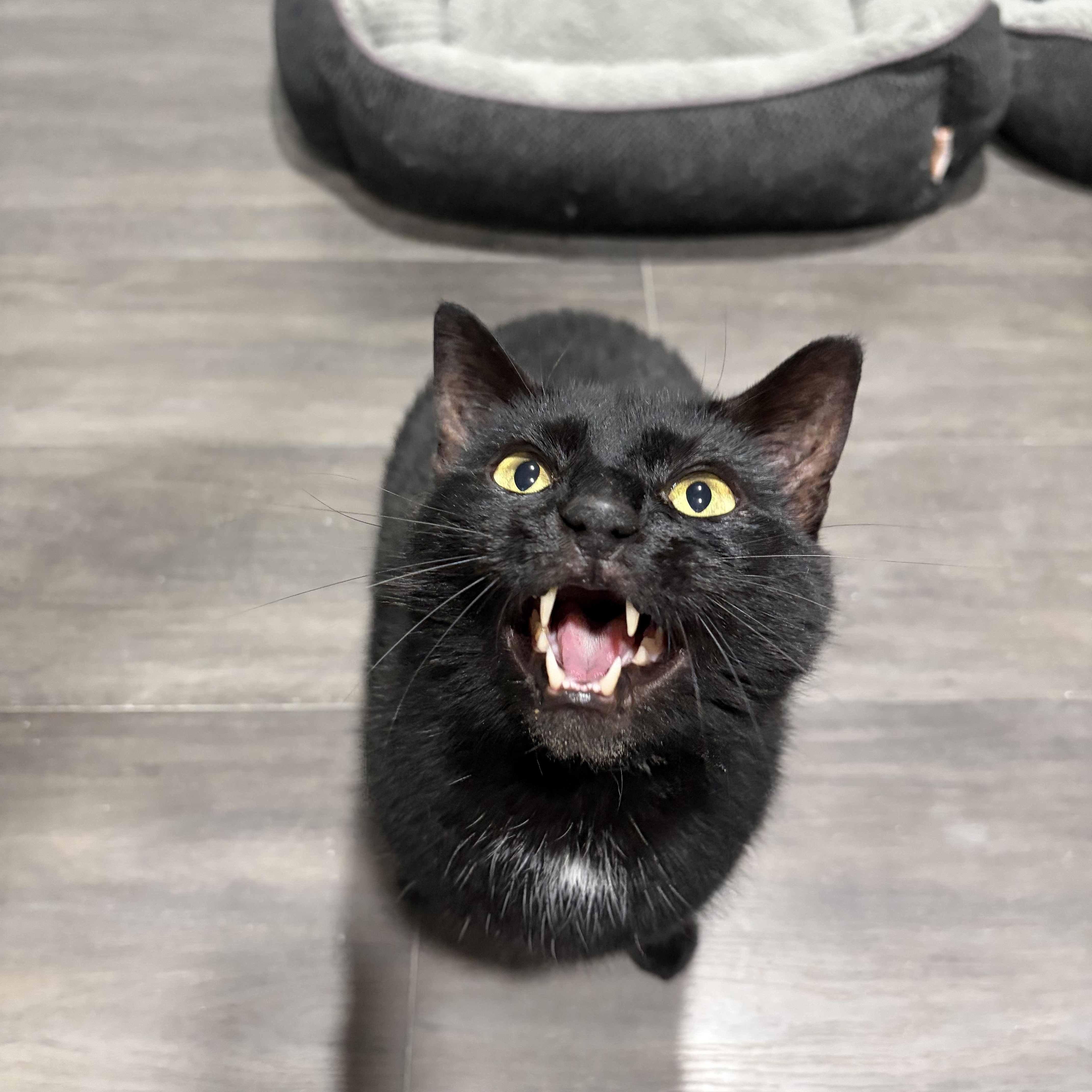 Wiggles, a ADOPTABLE American Shorthair in West newton, PA image 3/4