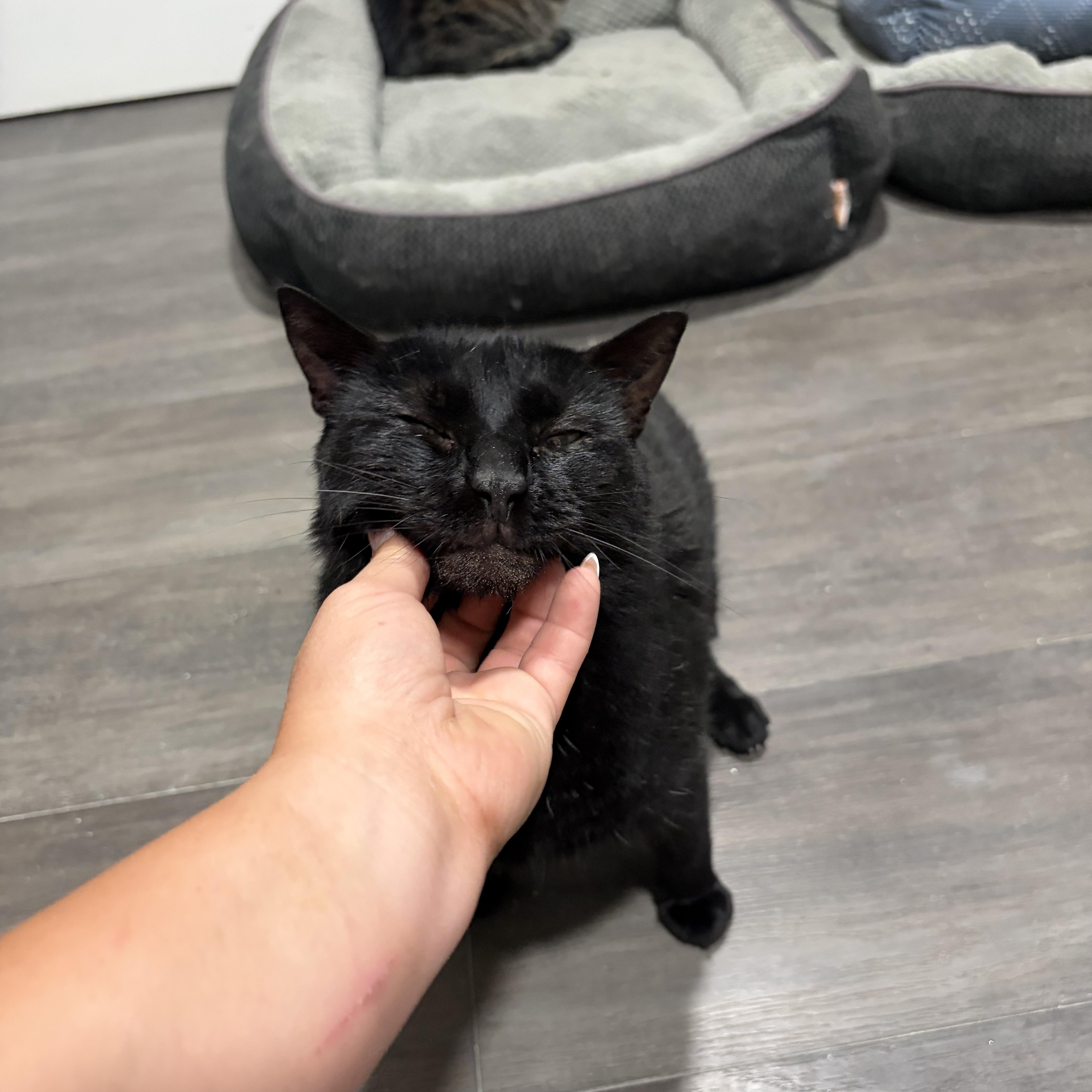Wiggles, a ADOPTABLE American Shorthair in West newton, PA image 2/4
