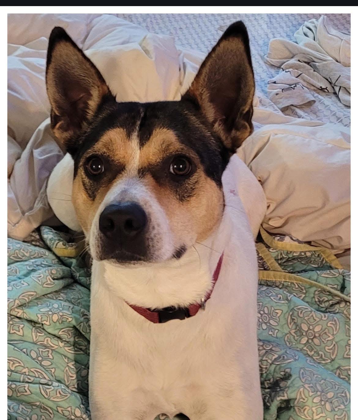 Roxy, a Adoptable mixed breed in CLINTON, WA image 1/3