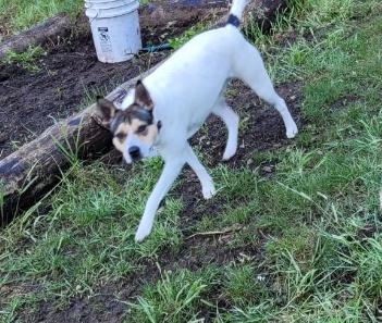 Roxy, a Adoptable mixed breed in CLINTON, WA image 2/3