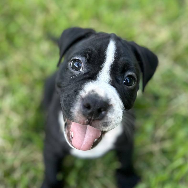 Meet Huckleberry Finn Adventurer in the Beloved Literary Figures Litter BulldogPocket Pittie Mix Bo