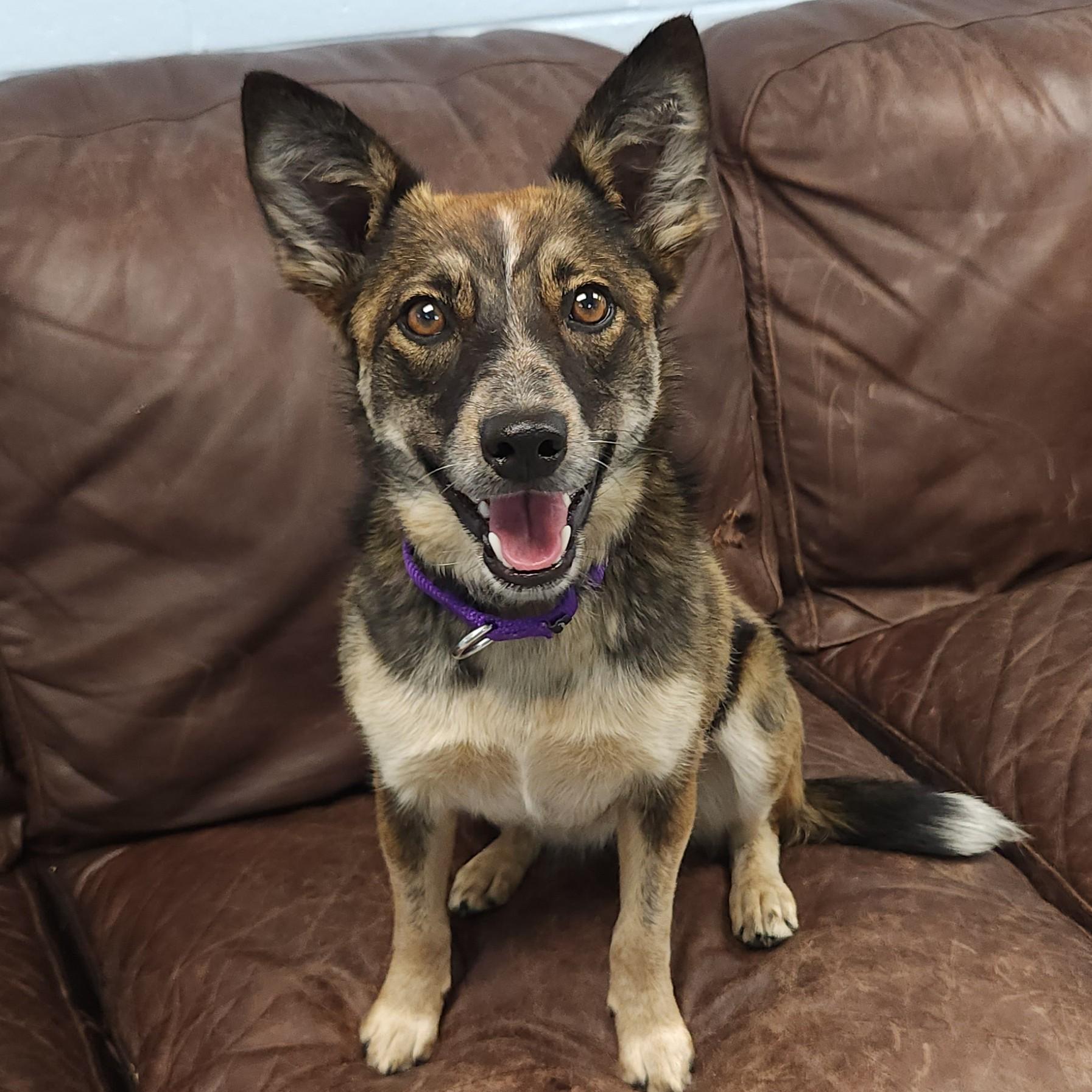 Foxy, ADOPTABLE, Young Female Mixed Breed.