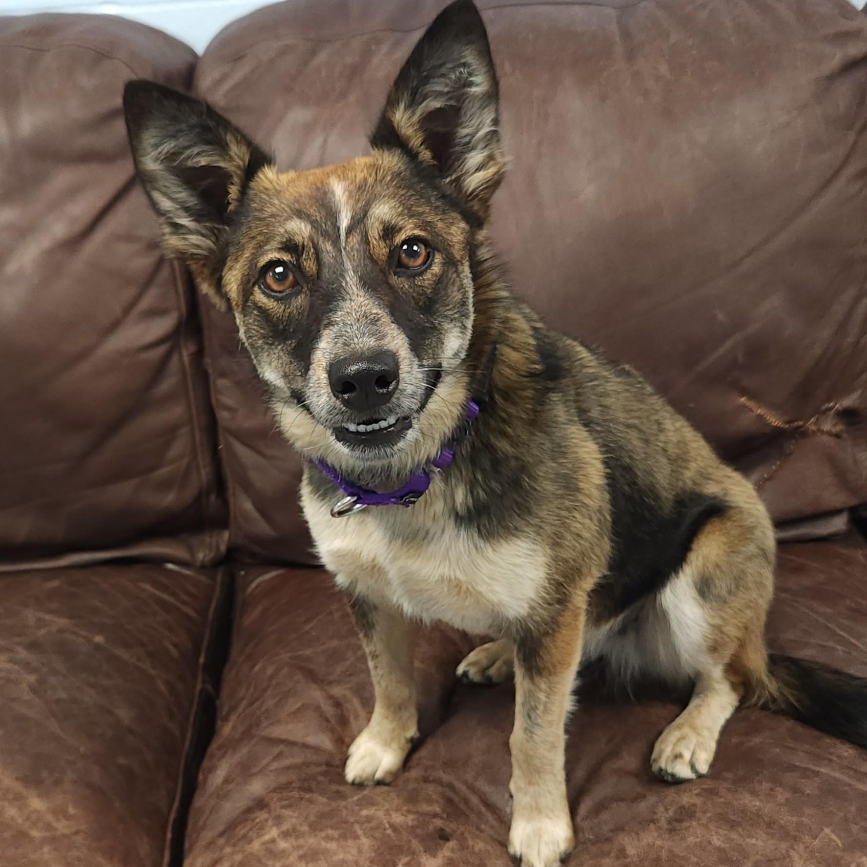 Enlarge Foxy, a ADOPTABLE Mixed Breed in Marshfield, WI image 5/6