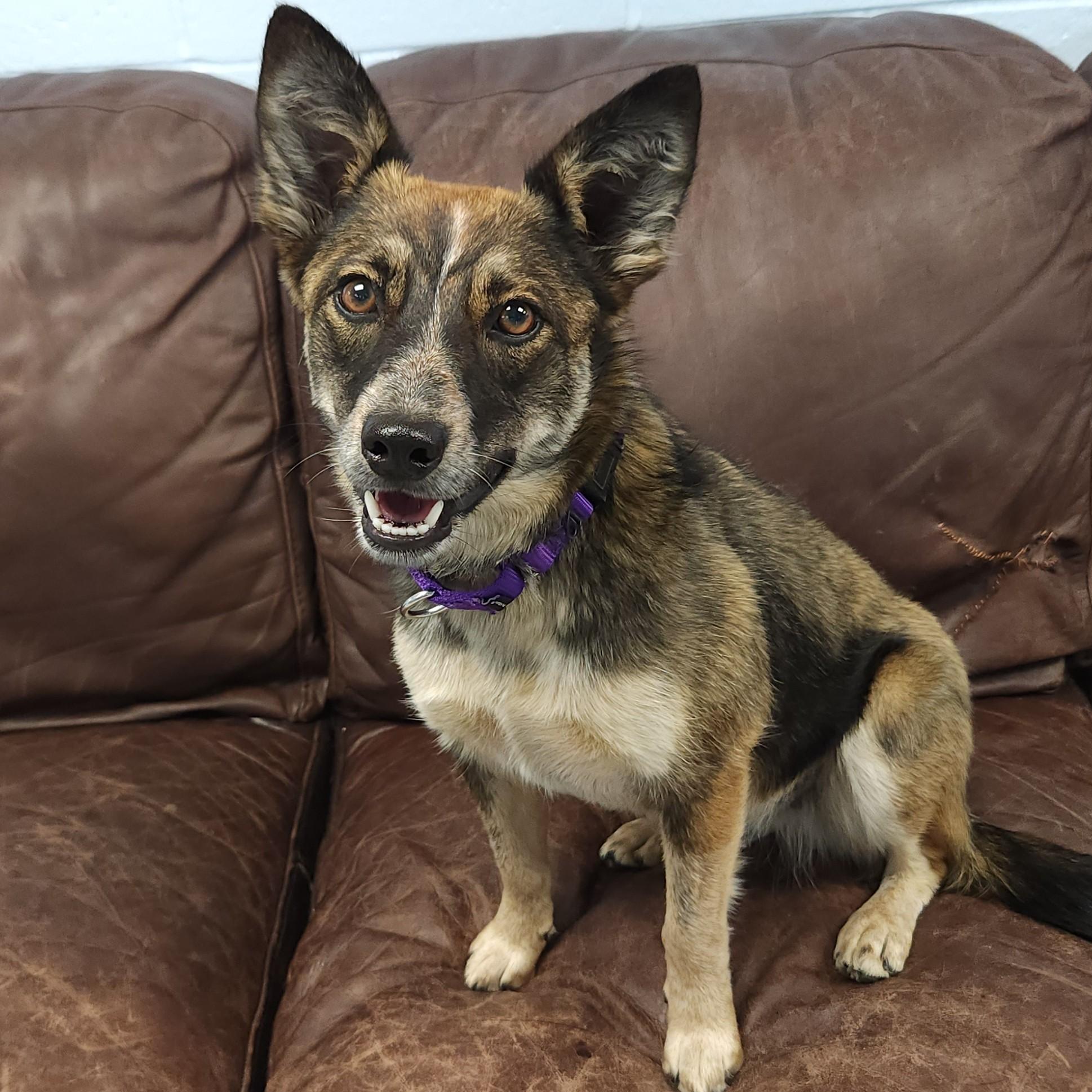 Enlarge Foxy, a ADOPTABLE Mixed Breed in Marshfield, WI image 3/6