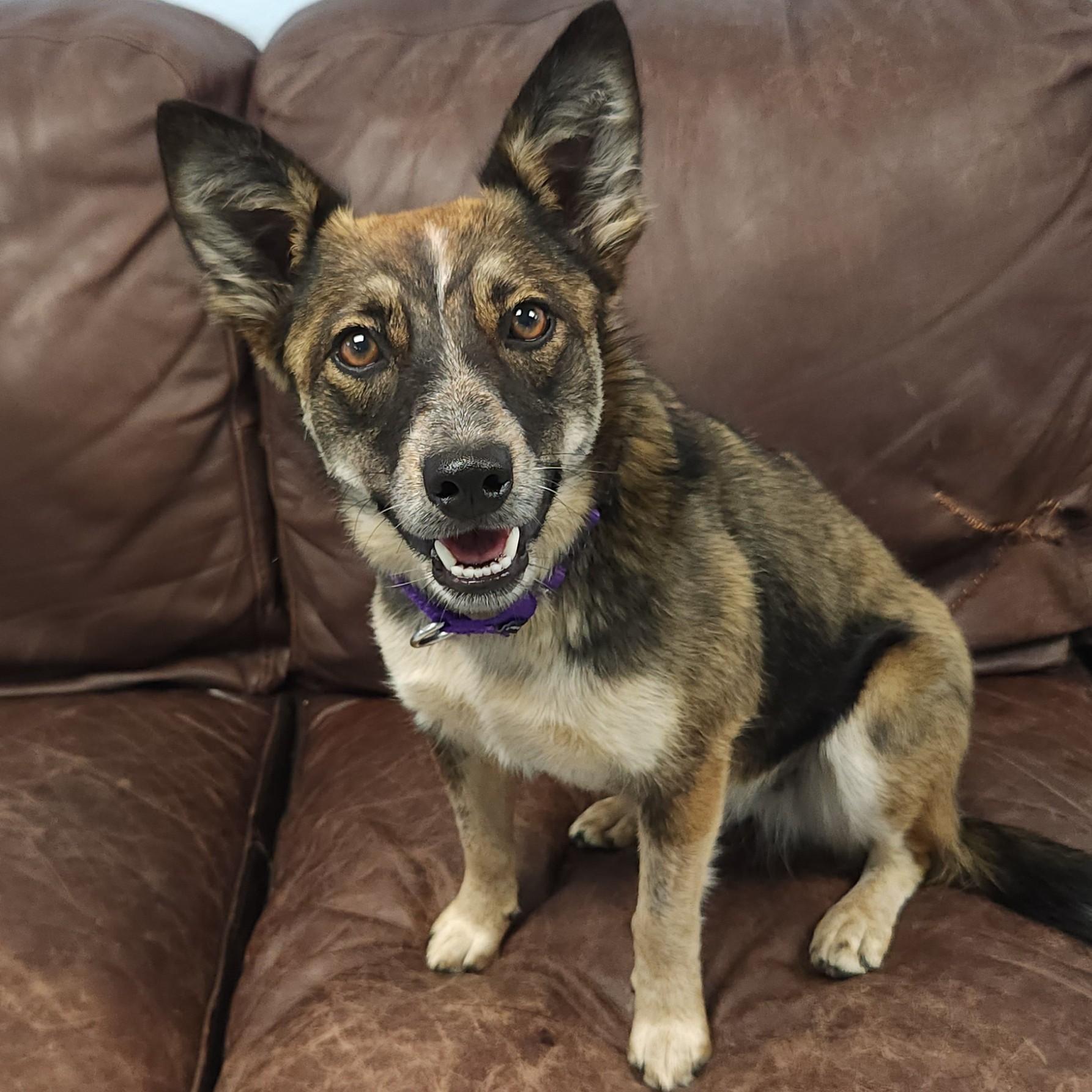 Enlarge Foxy, a ADOPTABLE Mixed Breed in Marshfield, WI image 2/6