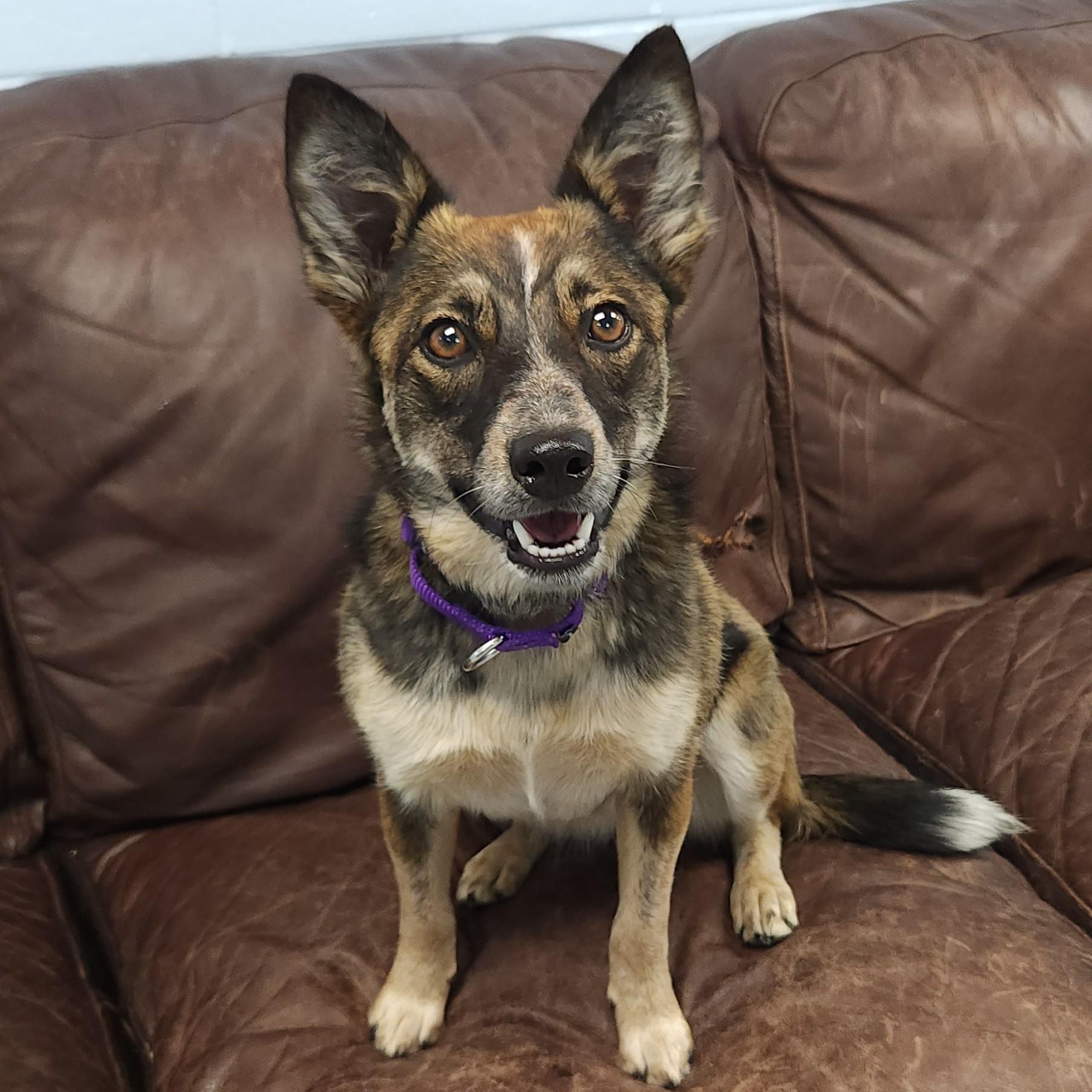 Enlarge Foxy, a ADOPTABLE Mixed Breed in Marshfield, WI image 4/6