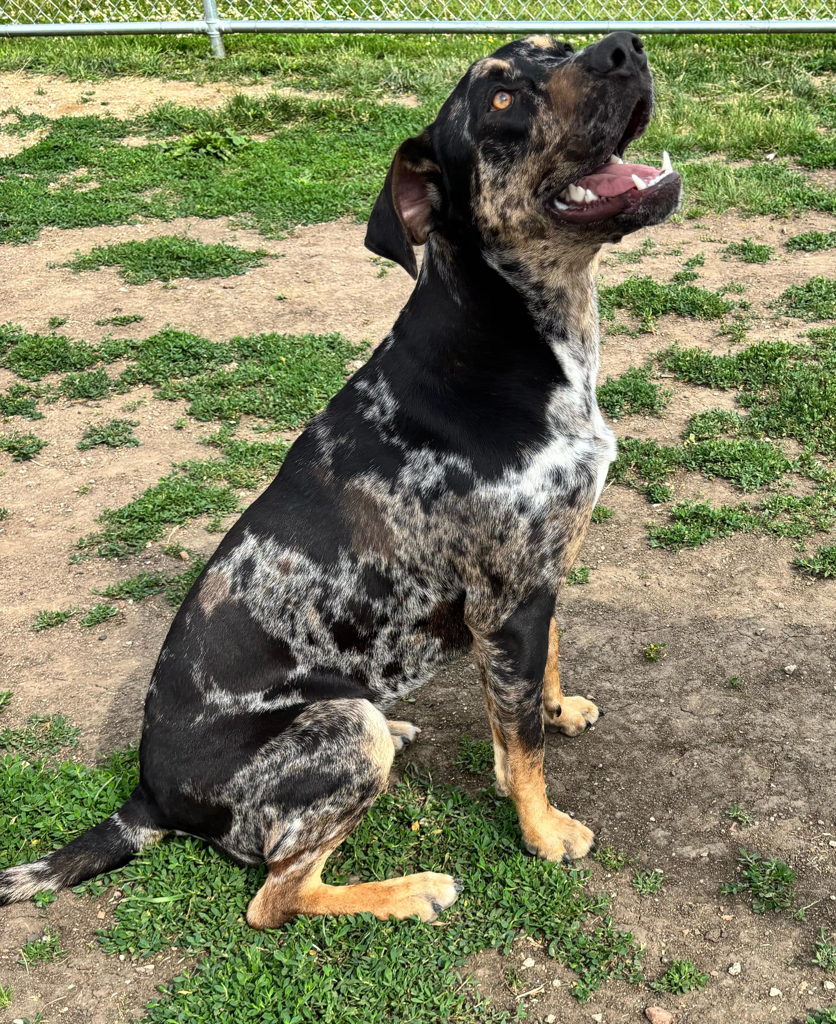 Enlarge Bandito, a ADOPTABLE Catahoula Leopard Dog in Rockwell City, IA image 4/4