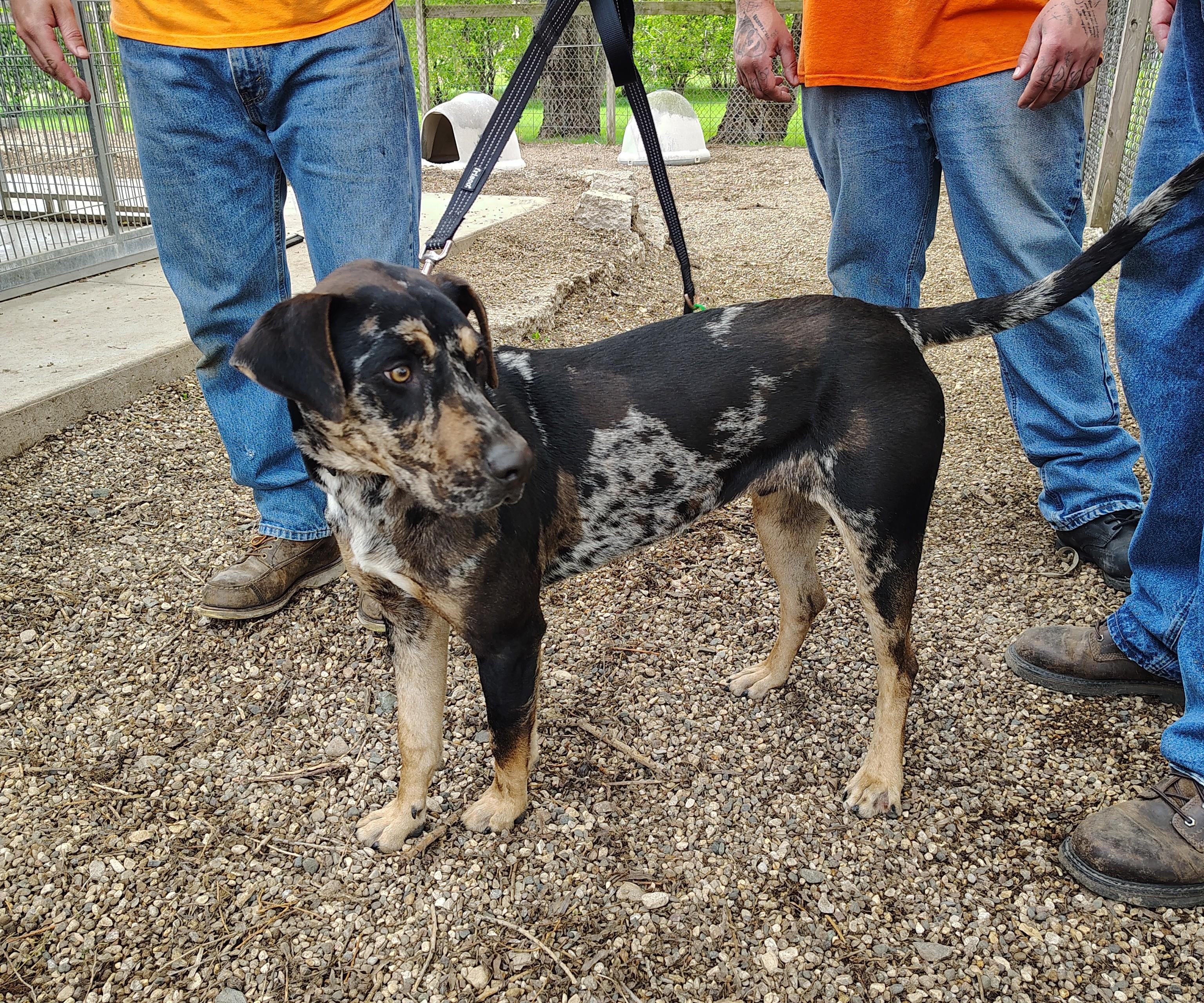 Enlarge Bandito, a ADOPTABLE Catahoula Leopard Dog in Rockwell City, IA image 1/2