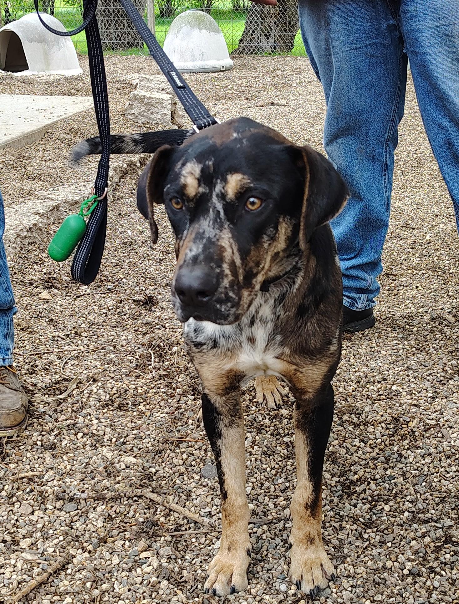 Enlarge Bandito, a ADOPTABLE Catahoula Leopard Dog in Rockwell City, IA image 2/2