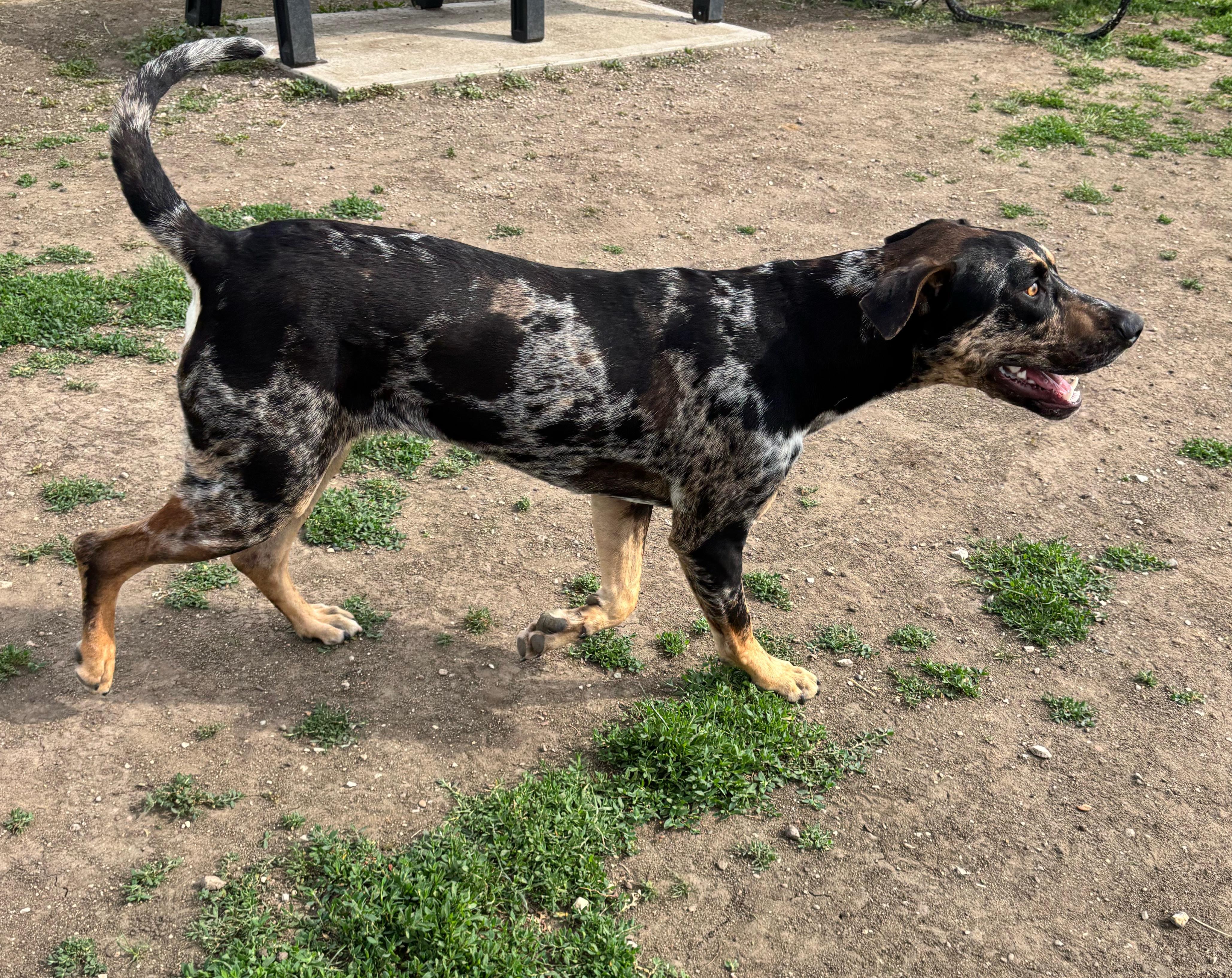 Enlarge Bandito, a ADOPTABLE Catahoula Leopard Dog in Rockwell City, IA image 3/4