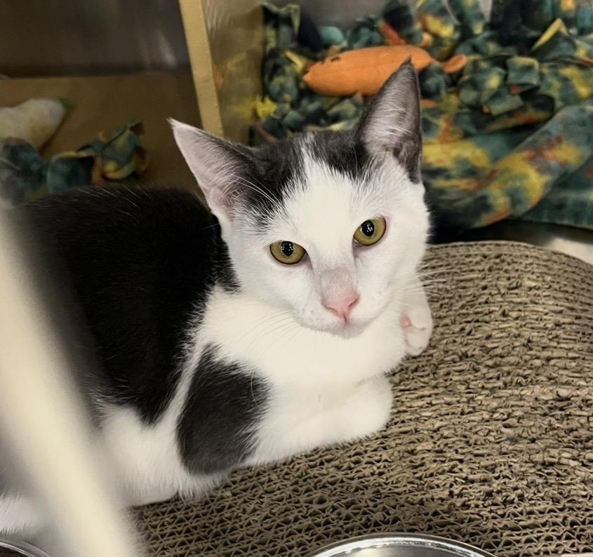Enlarge Cali at Petsmart , a ADOPTABLE Domestic Short Hair in Federal Way, WA image 1/4