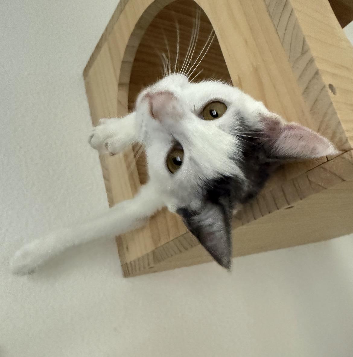 Enlarge Cali at Petsmart , a ADOPTABLE Domestic Short Hair in Federal Way, WA image 3/4